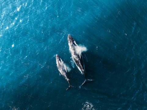 Two humpback whales swimming in the ocean