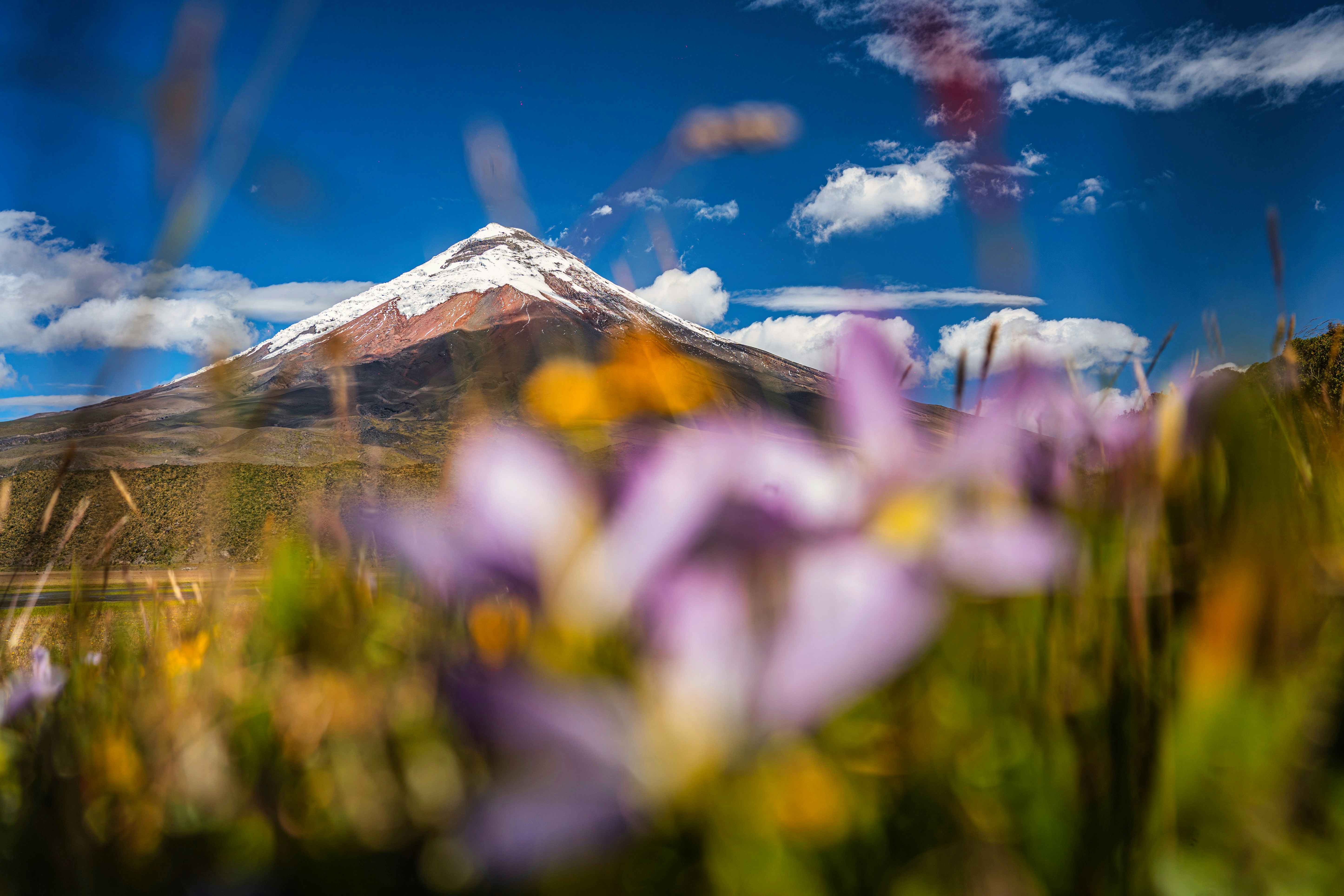 A view of a mountain with wildflowers in the foreground, 