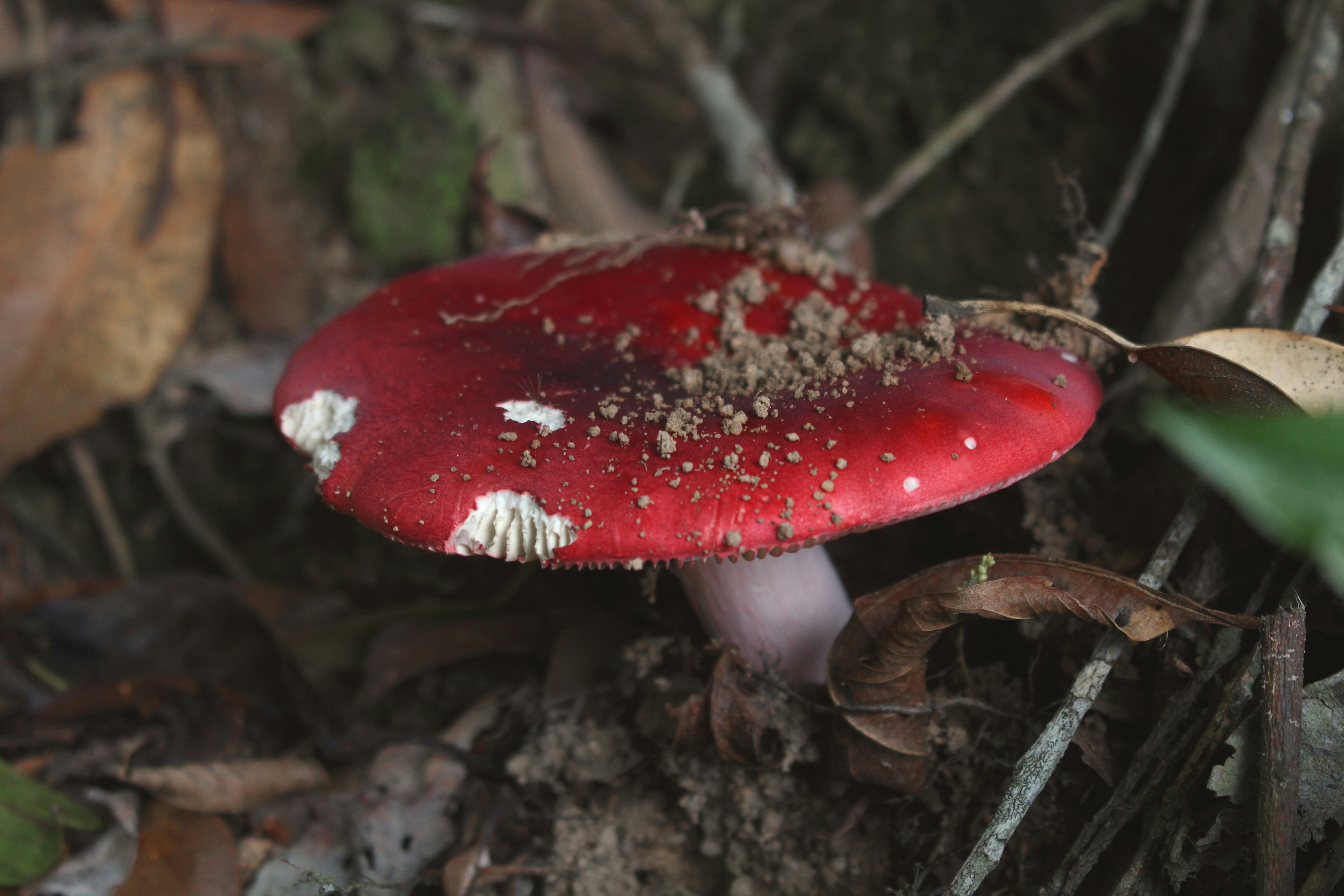 Photo by lycanthropeib