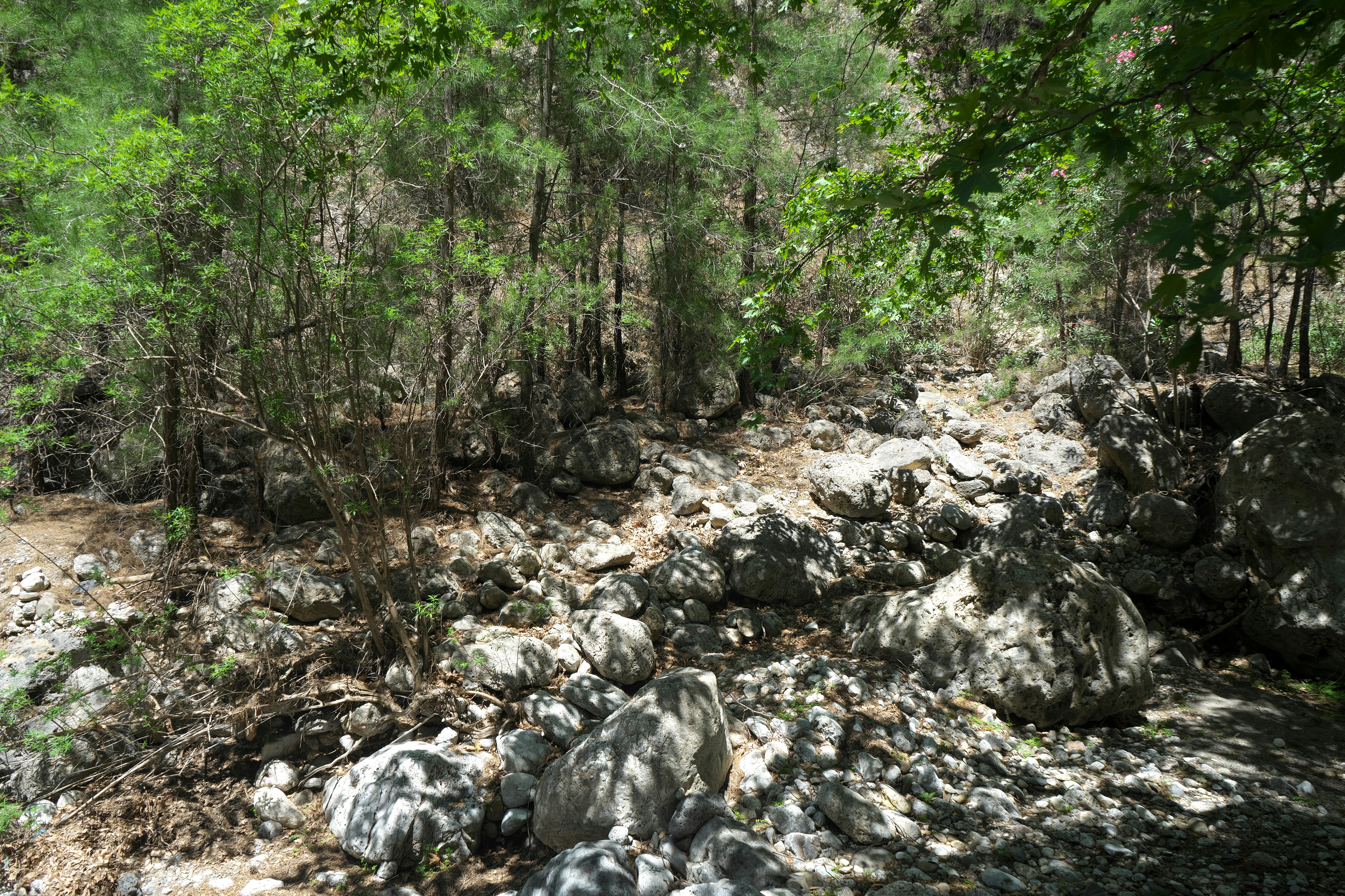Hell Creek Formation