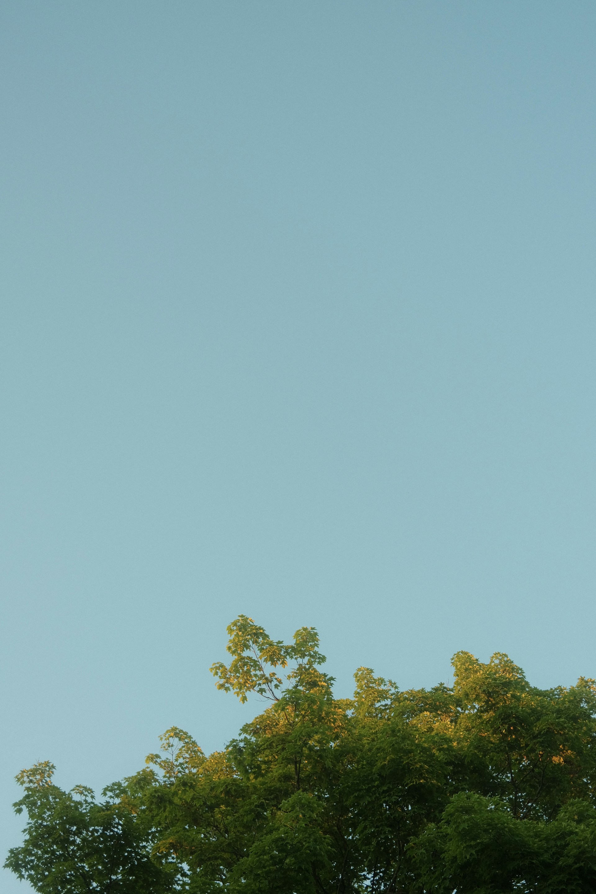 A plane flying in the sky over a tree