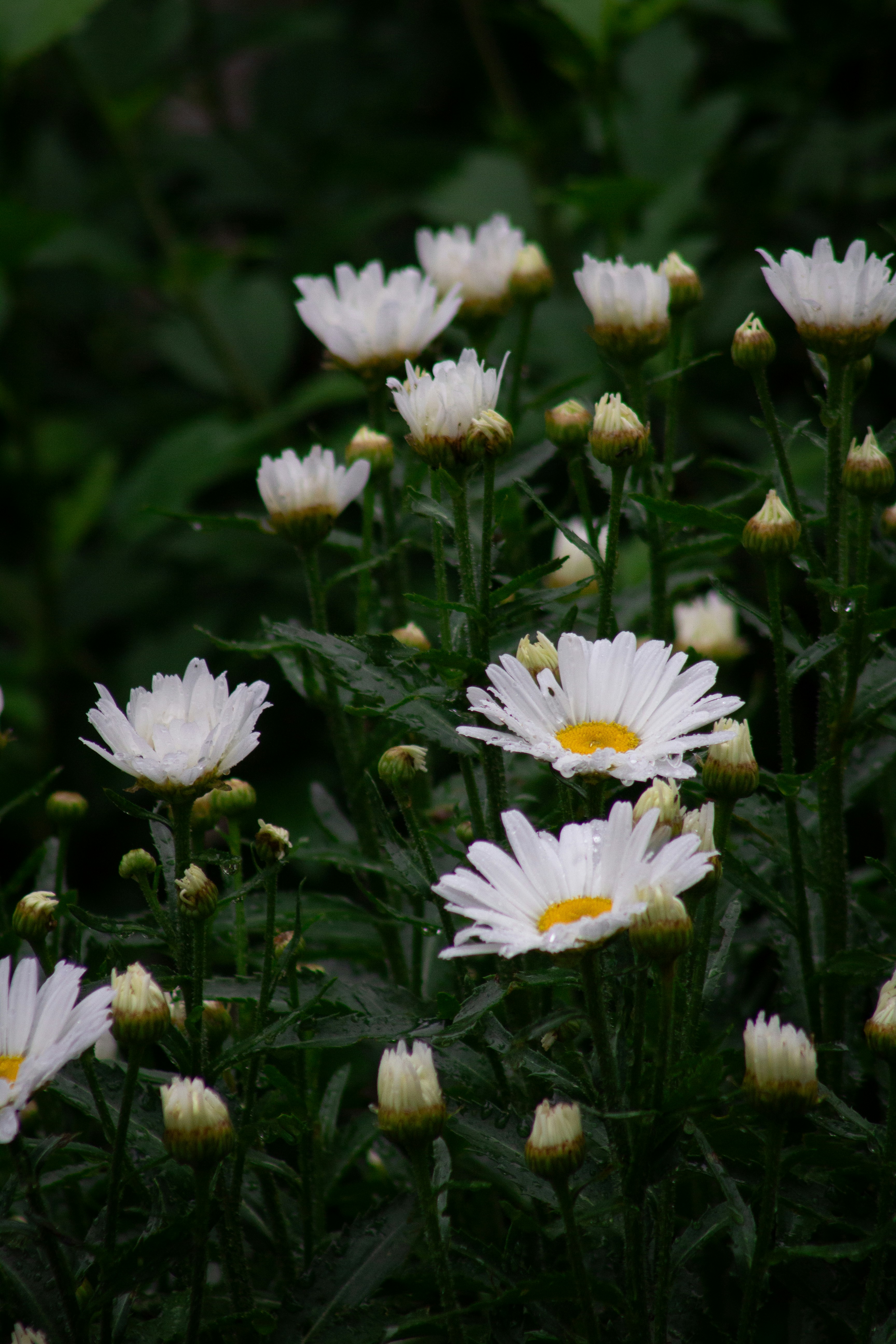 Photo by charlysey278