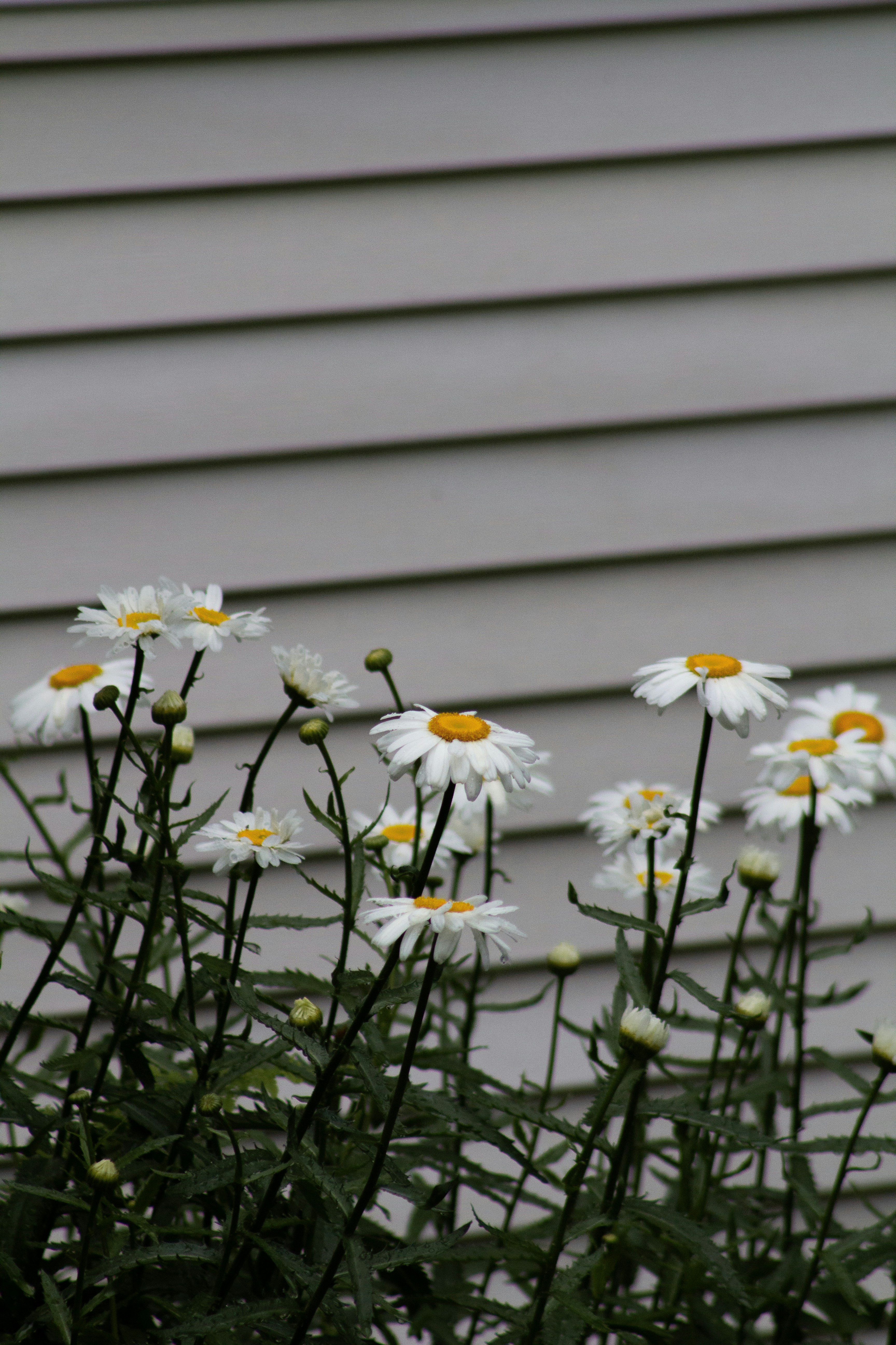 daisy