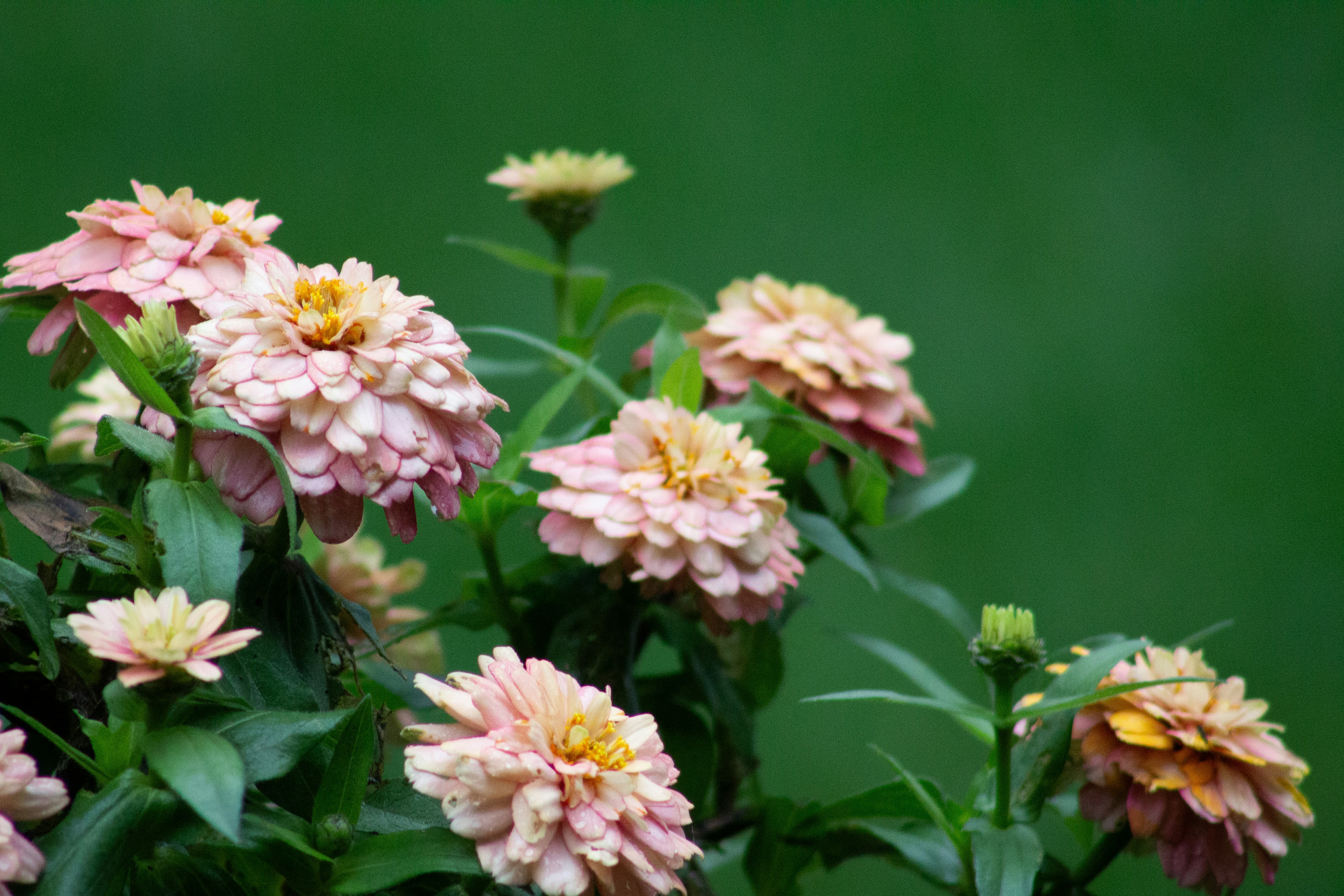 Un bouquet de fleurs roses et jaunes dans un vase