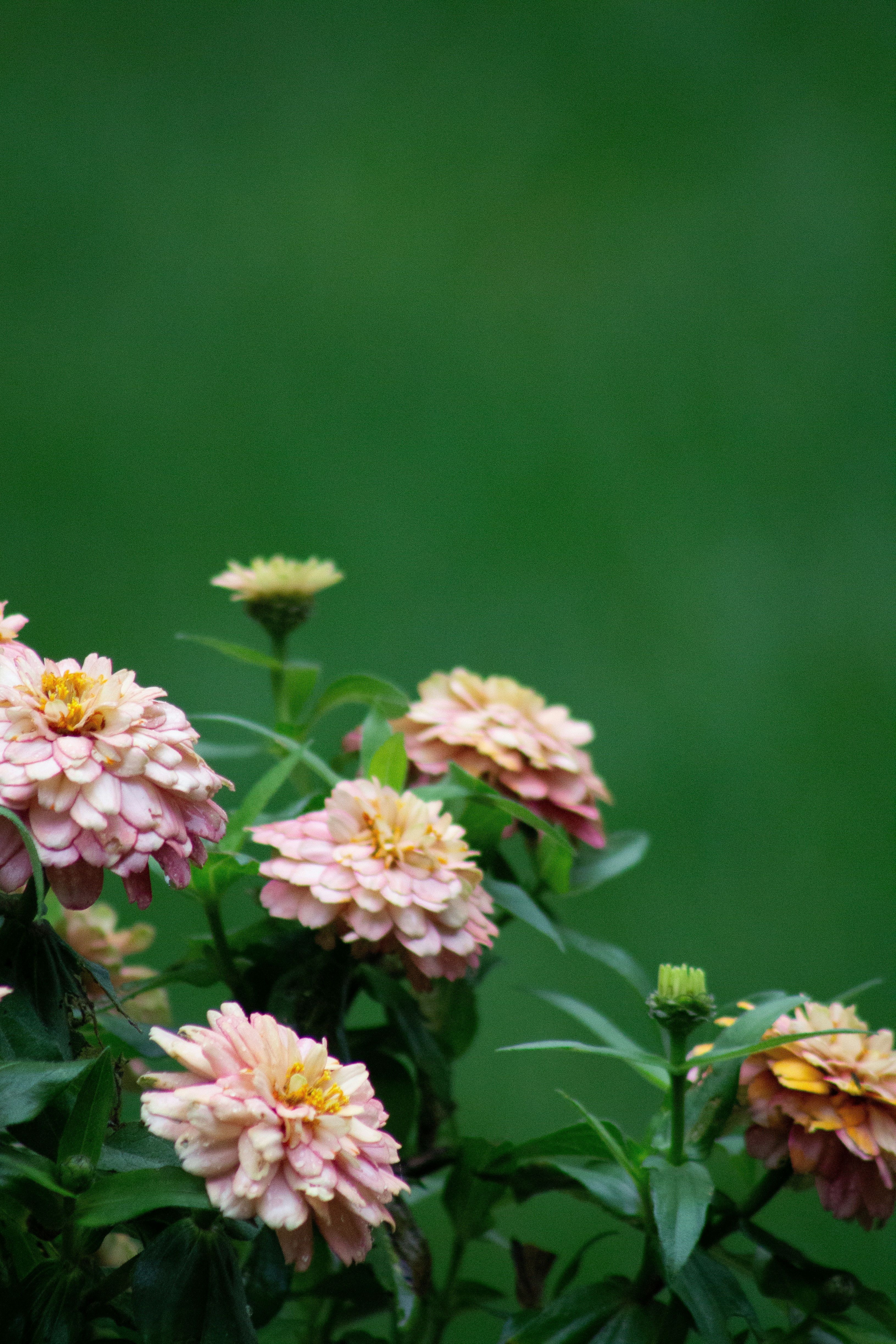 Un bouquet de fleurs roses et jaunes dans un vase