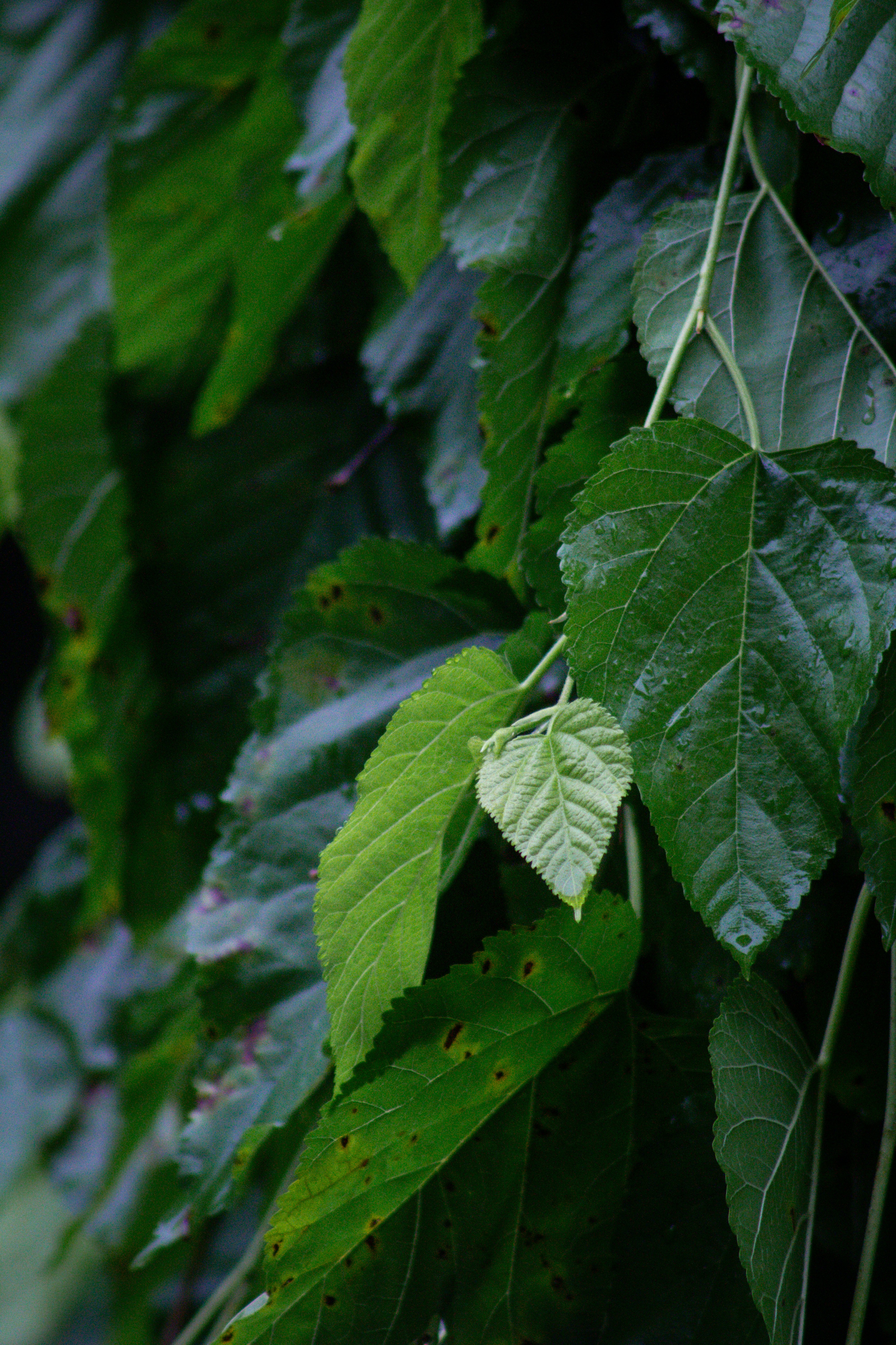 Photo by charlysey278