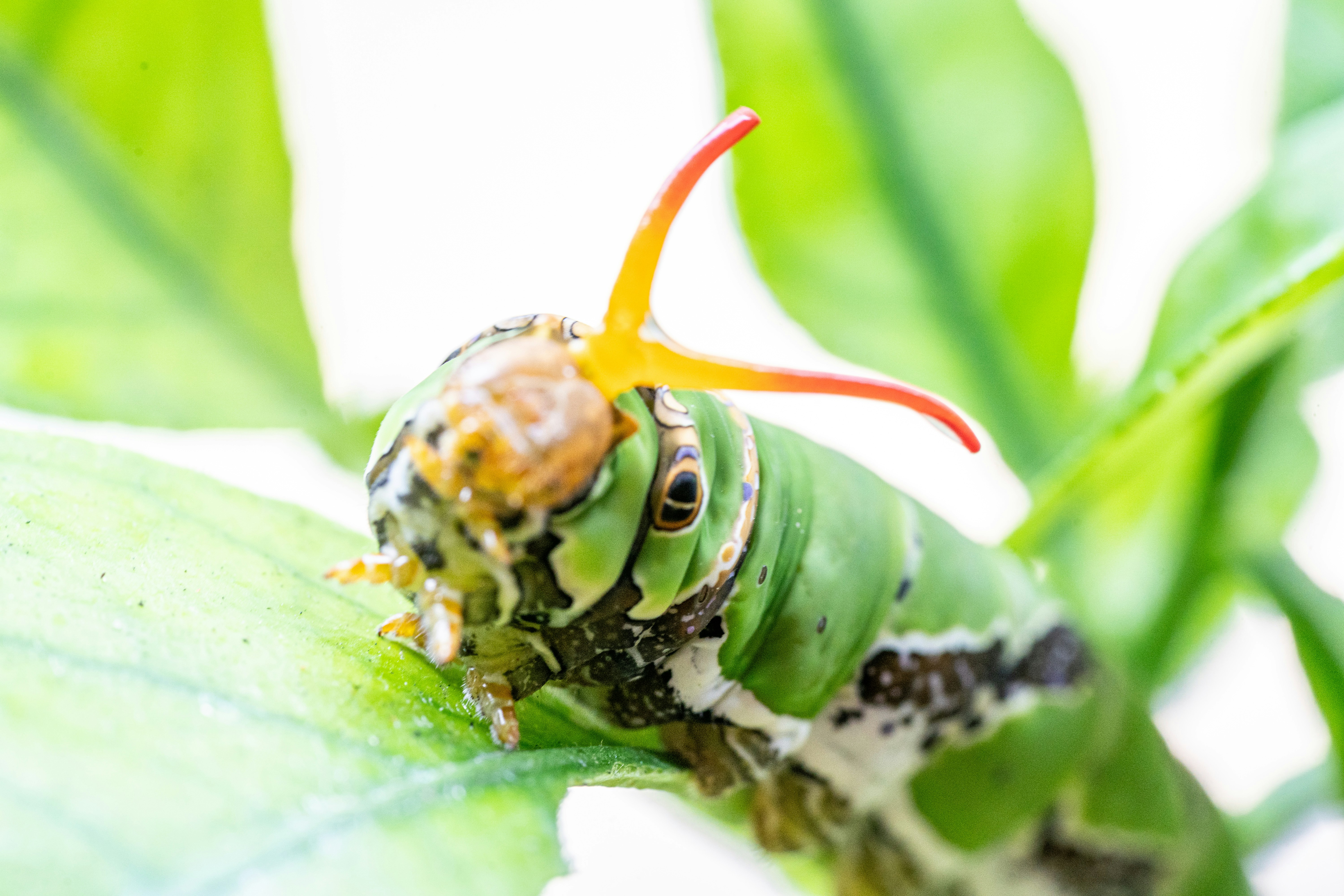 A close up of a caterpillar on a leaf