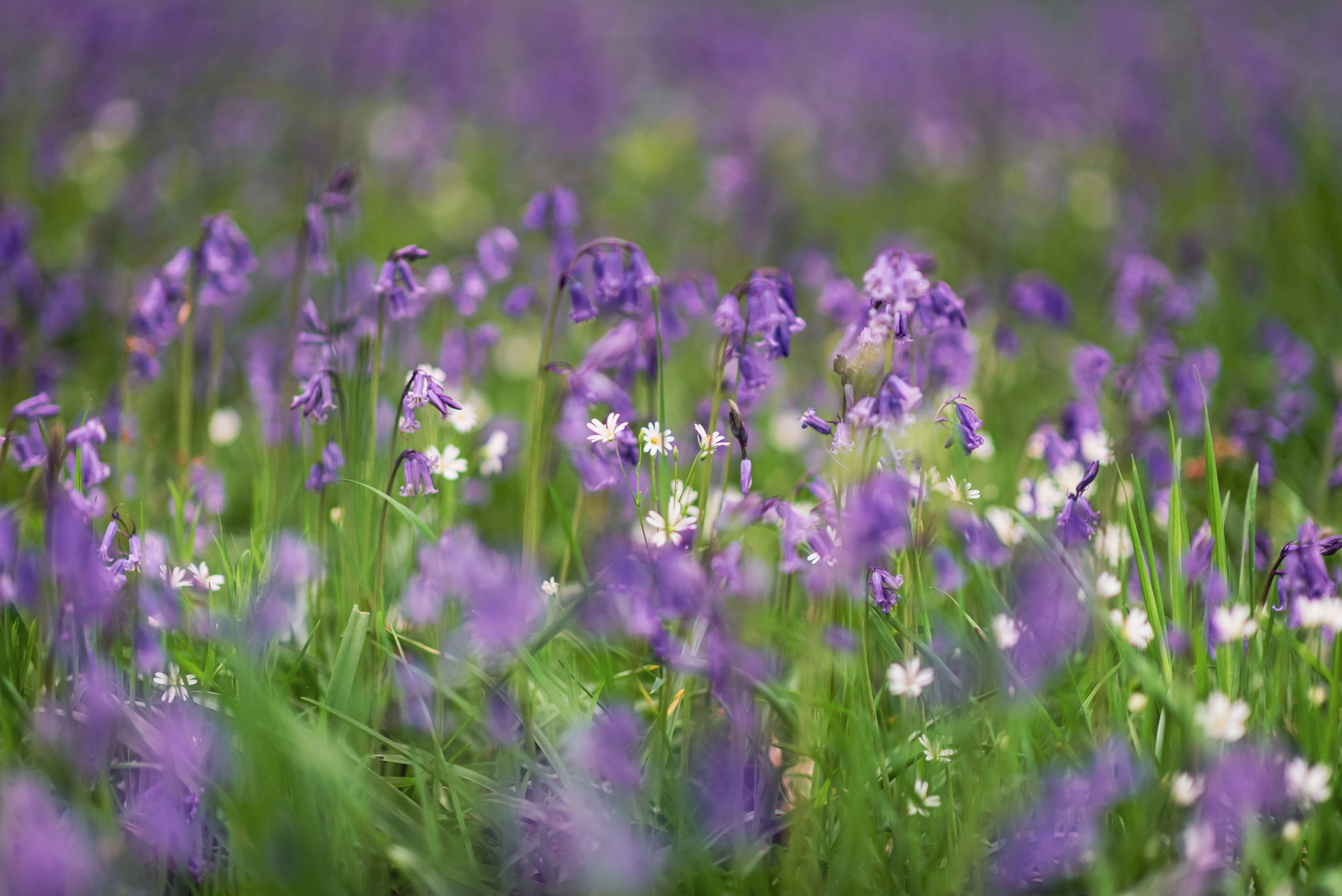 A field full of purple and white flowers