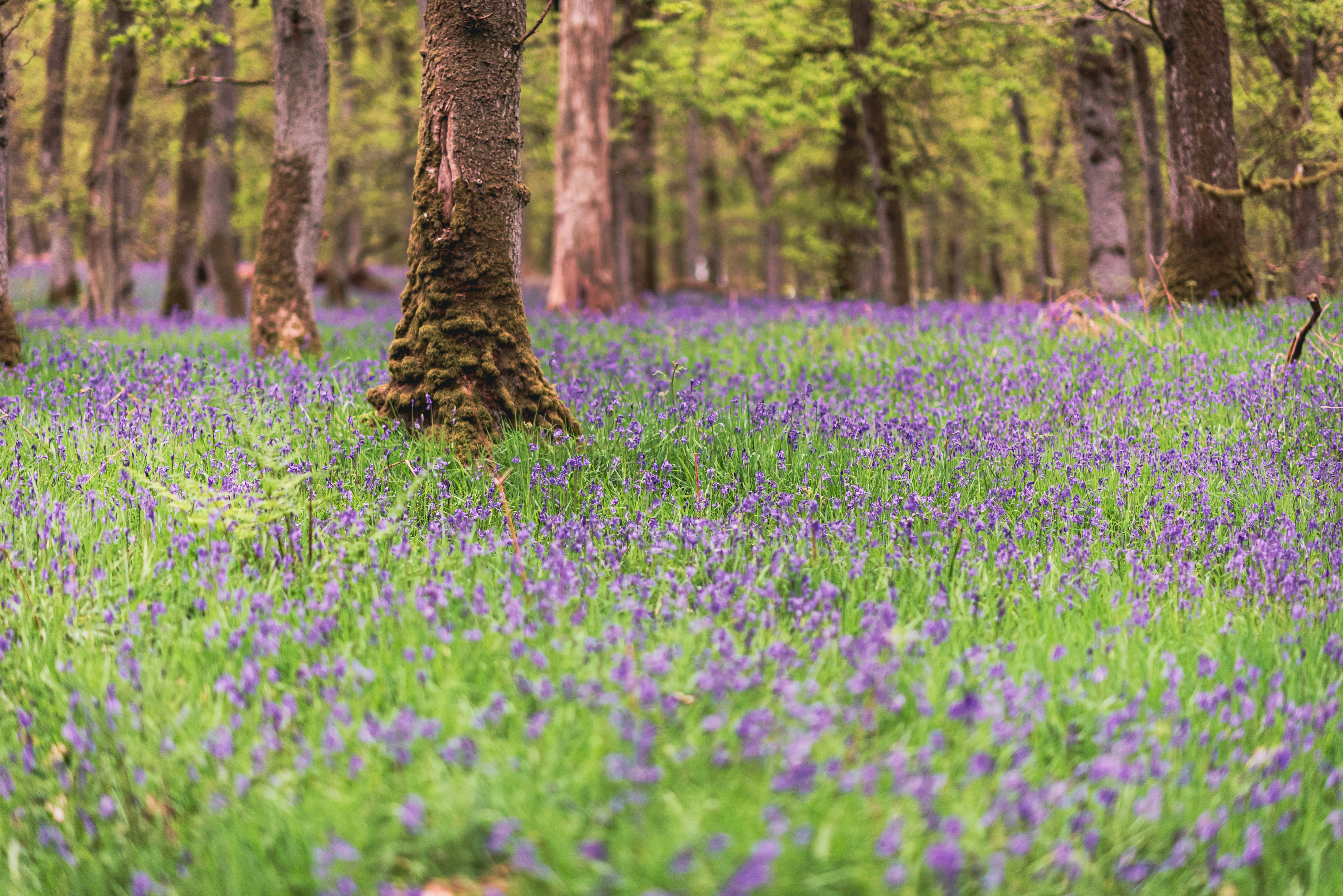 Belltown Woods, Delaware