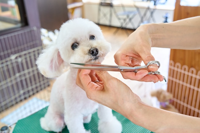 A small white dog being cut with a pair of scissors