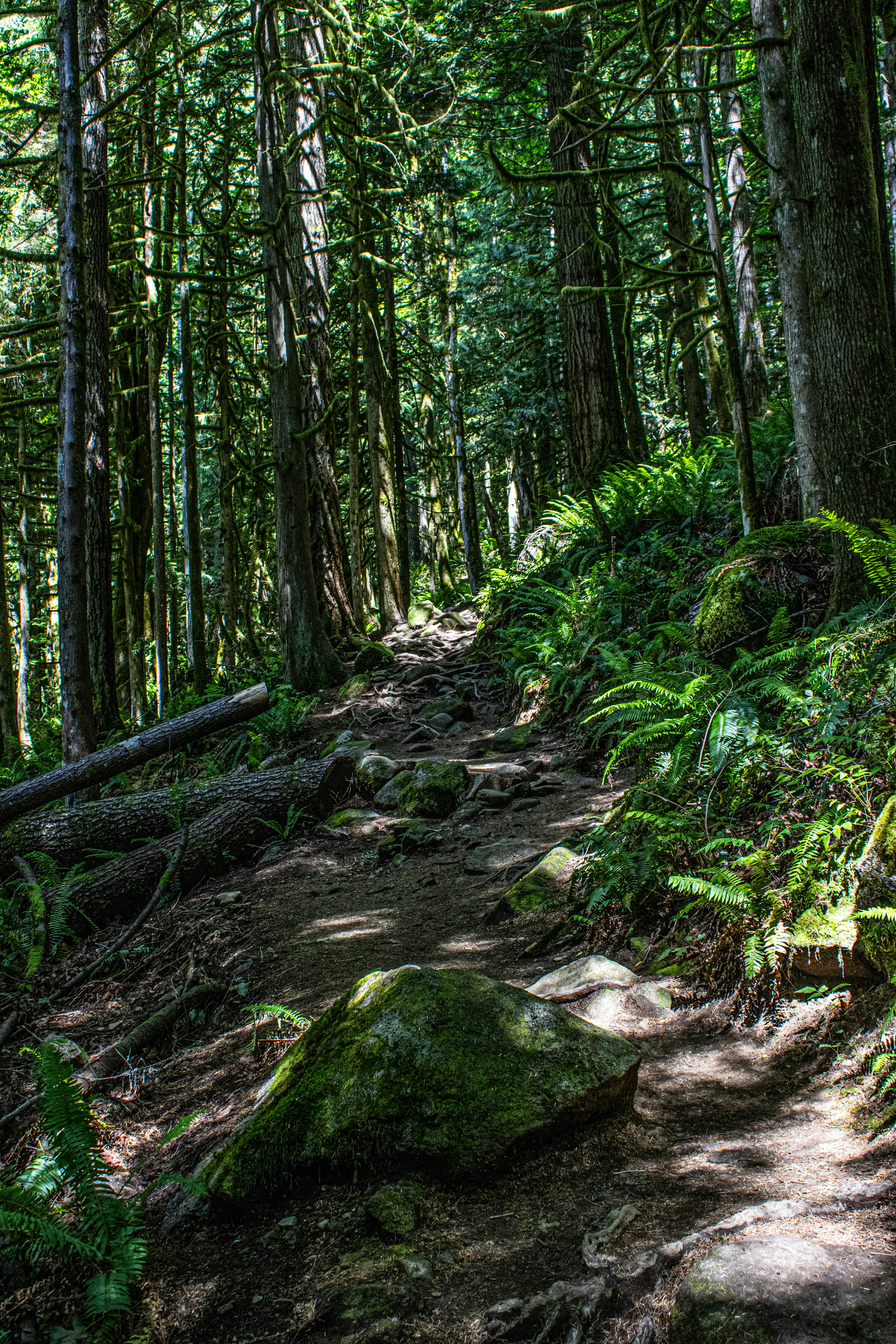 A trail in the middle of a forest with lots of trees