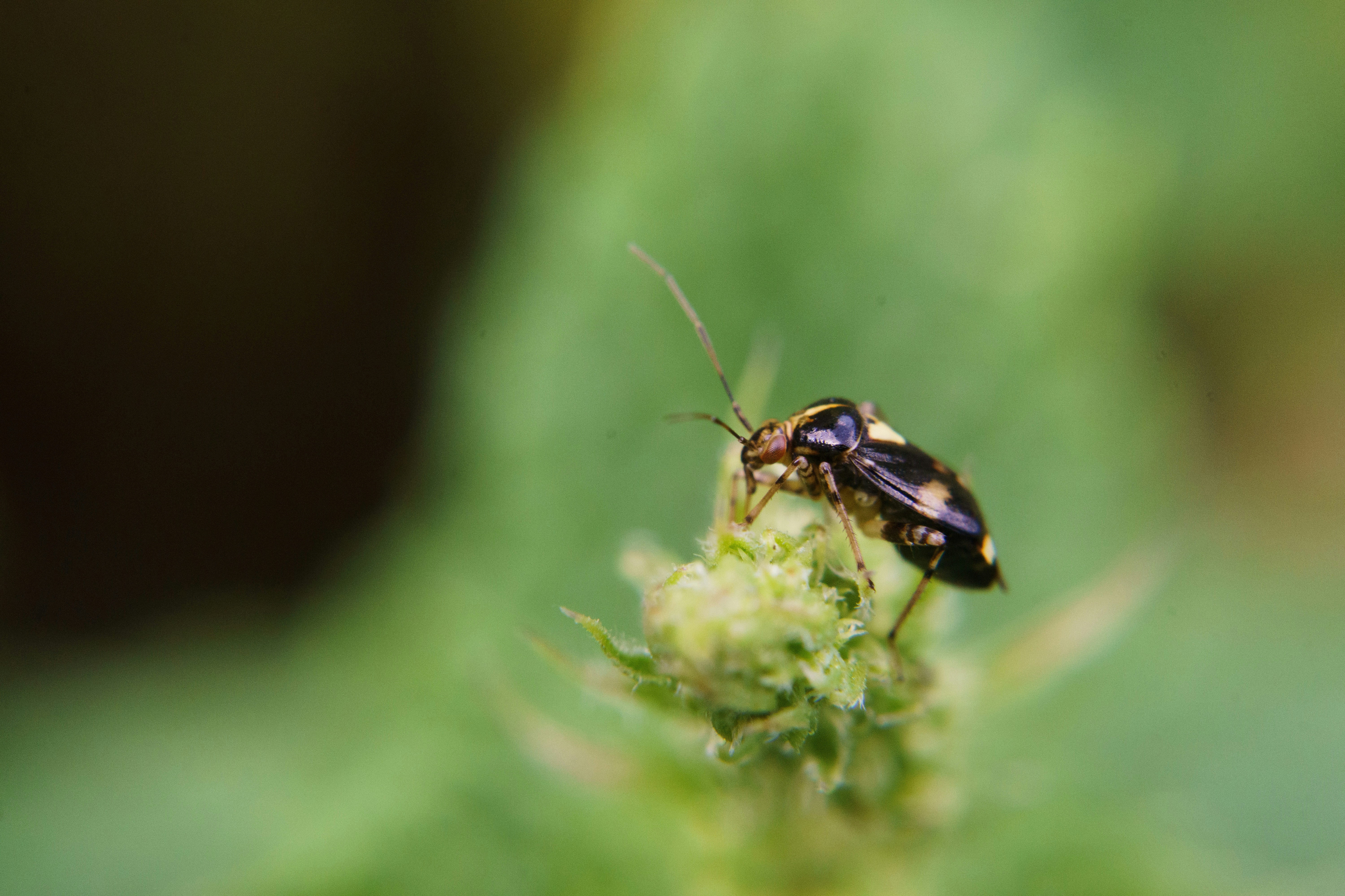 Professional pest control treatment being applied to landscape