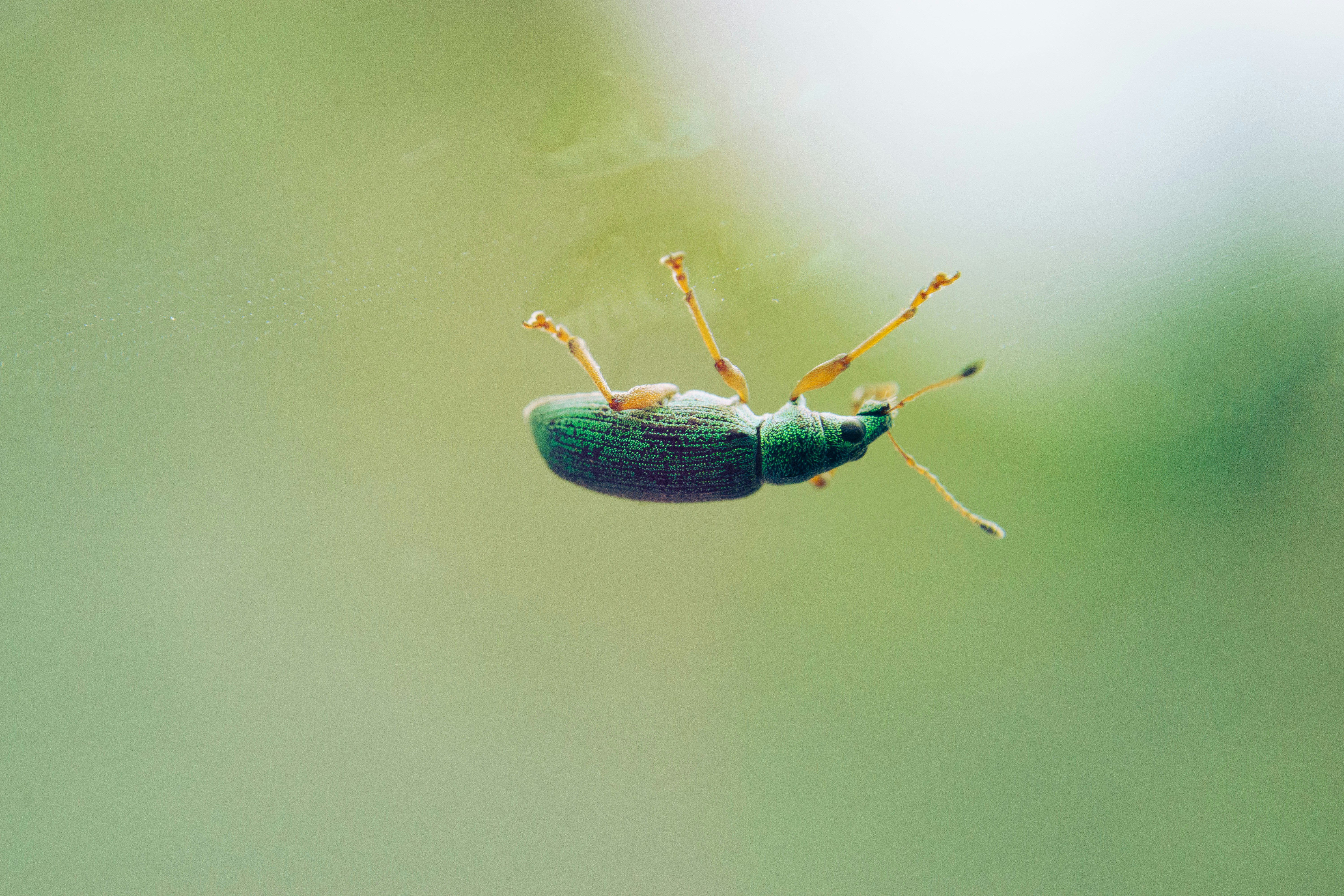 A green bug sitting on top of a leaf photo – Free Animal Image on Unsplash