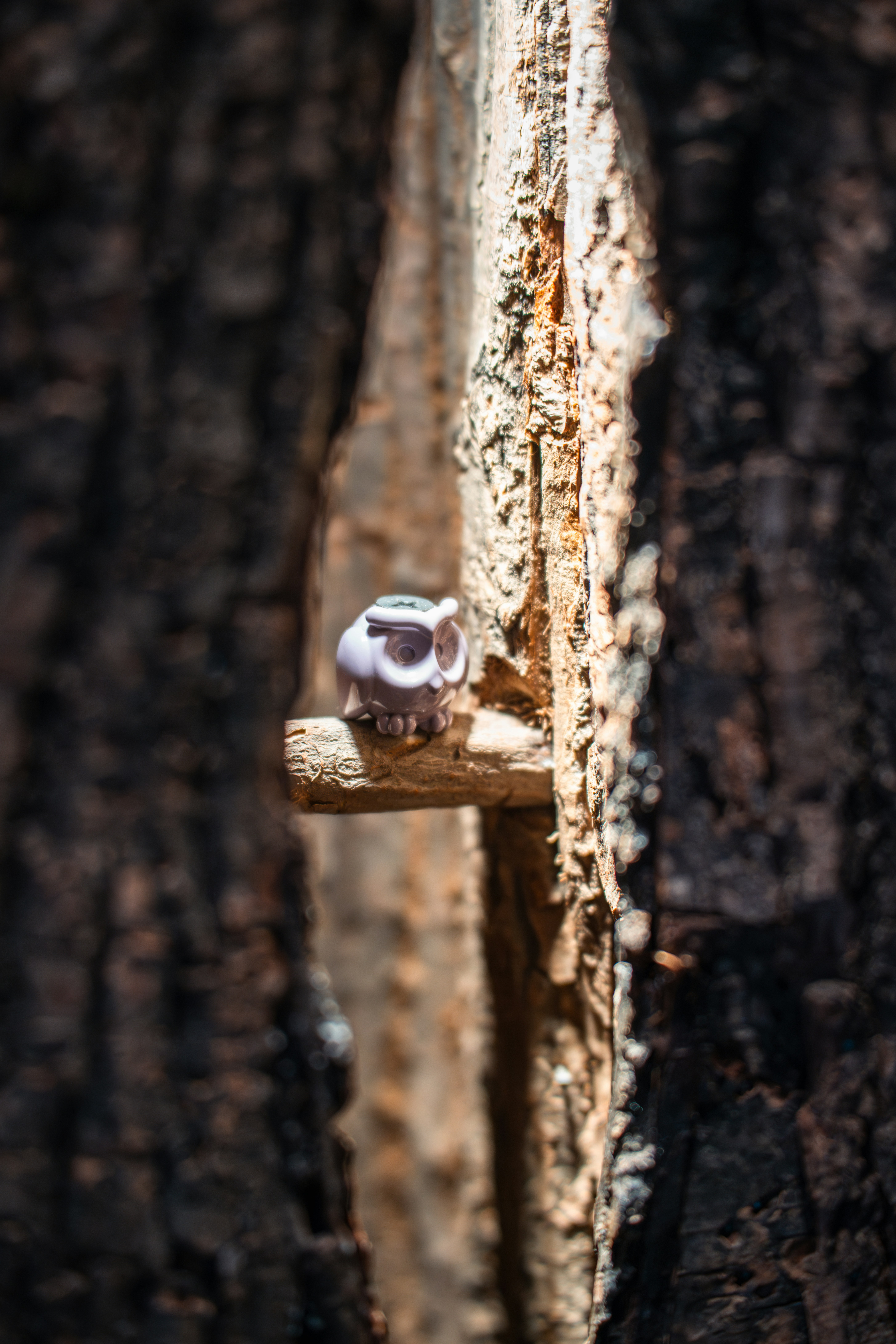 A small owl sitting on a tree branch