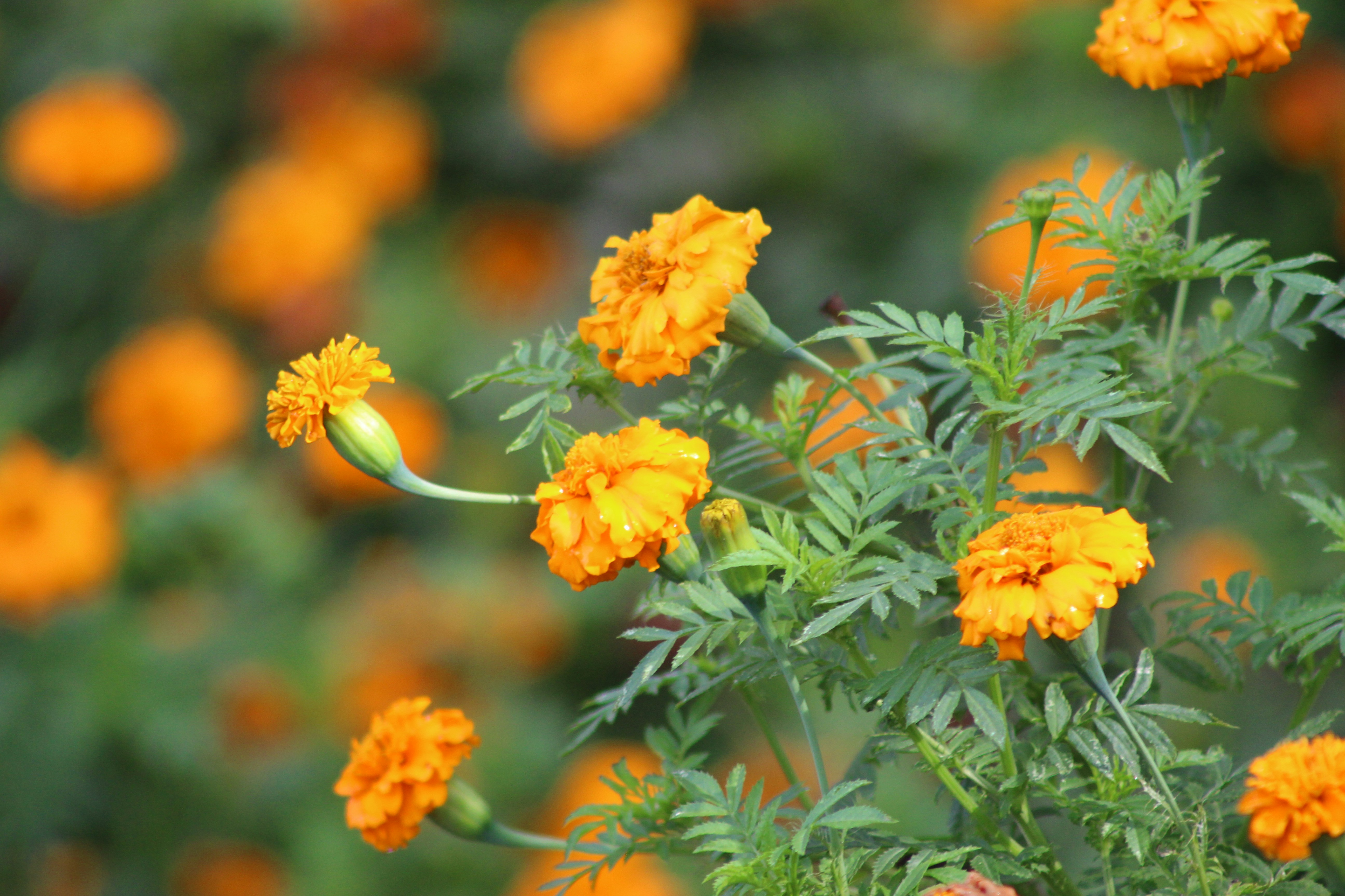 Photo by vahncruzader