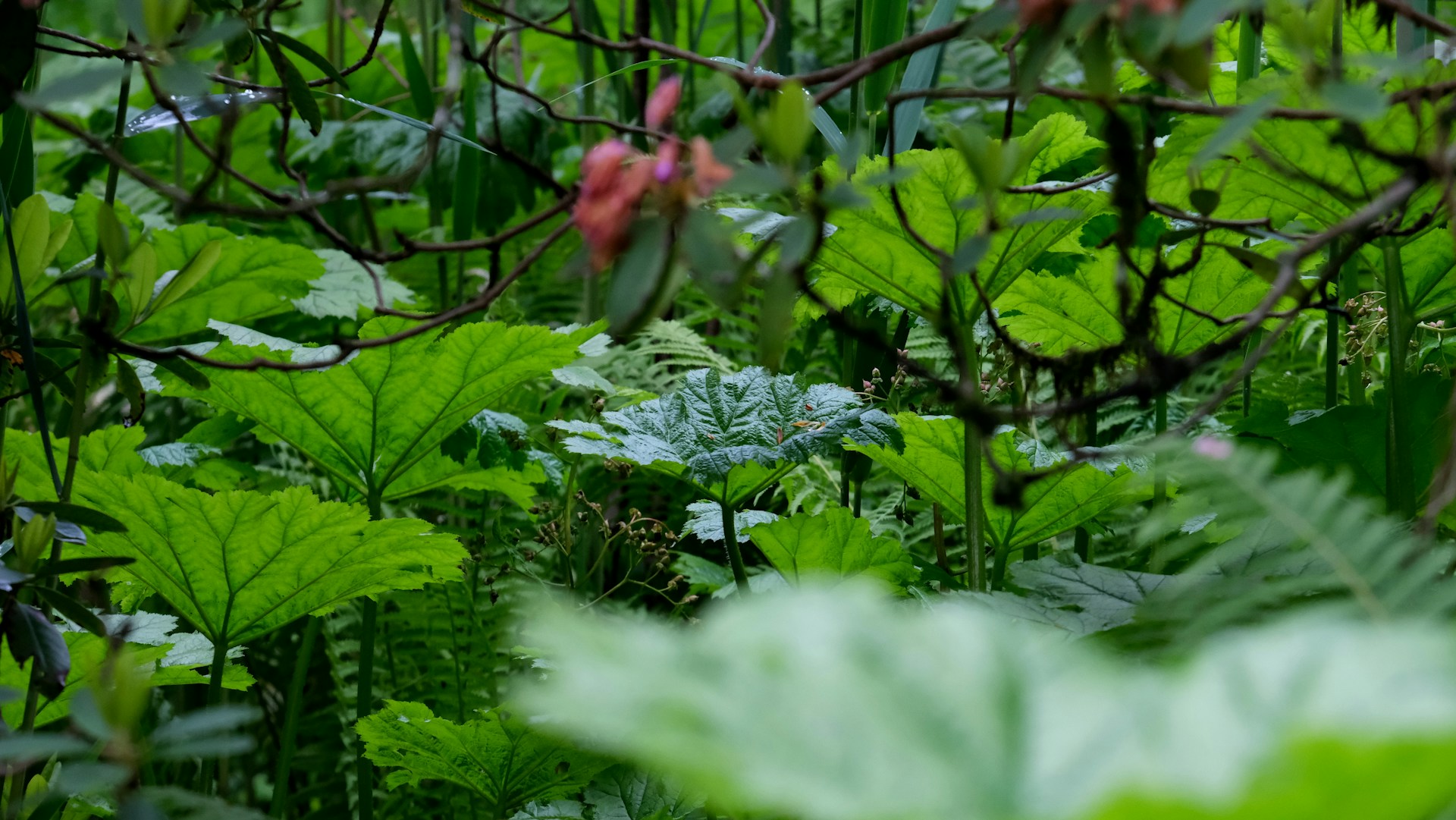 A forest filled with lots of green leaves