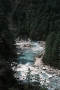 A river running through a lush green forest