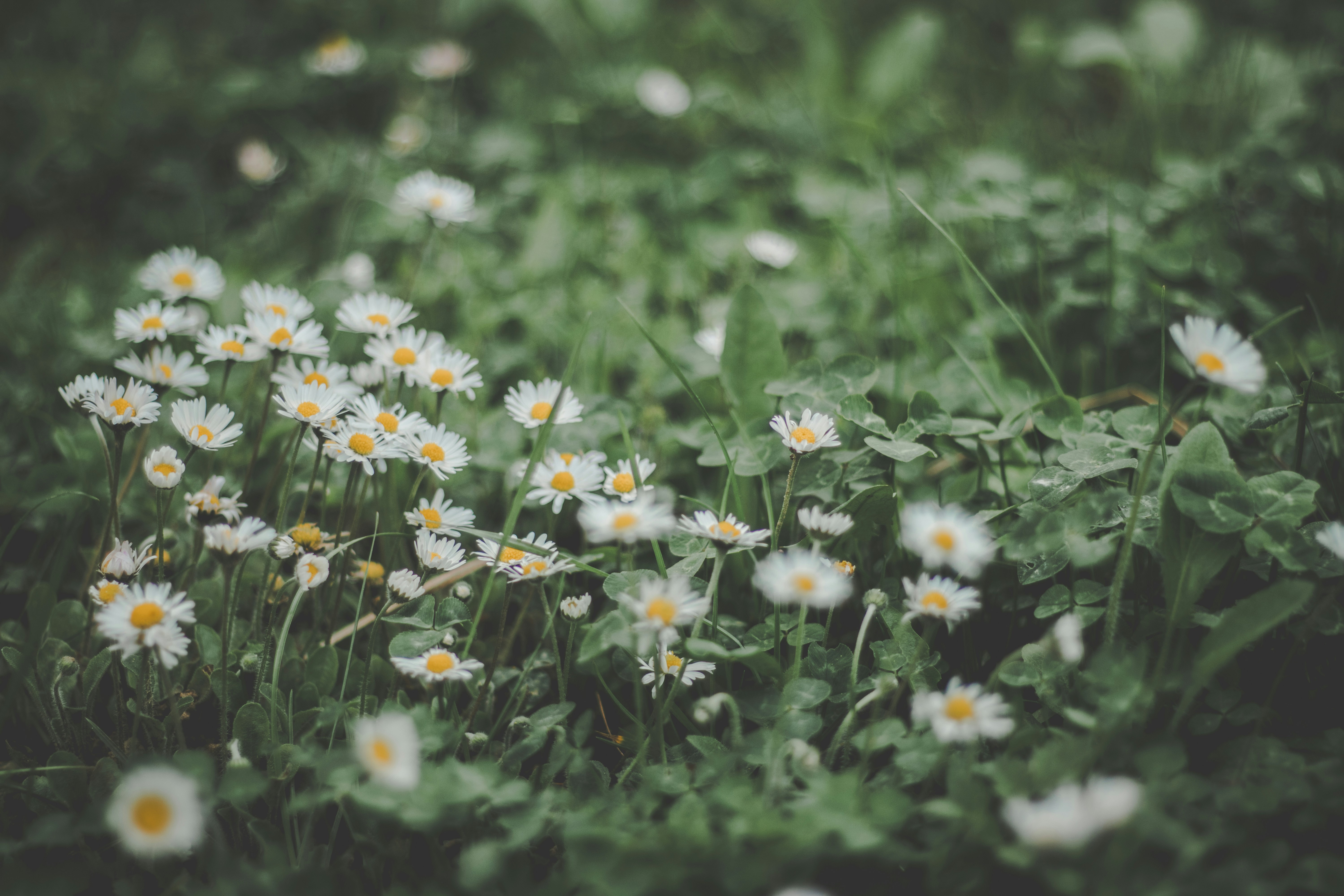 Photo by kattavonben