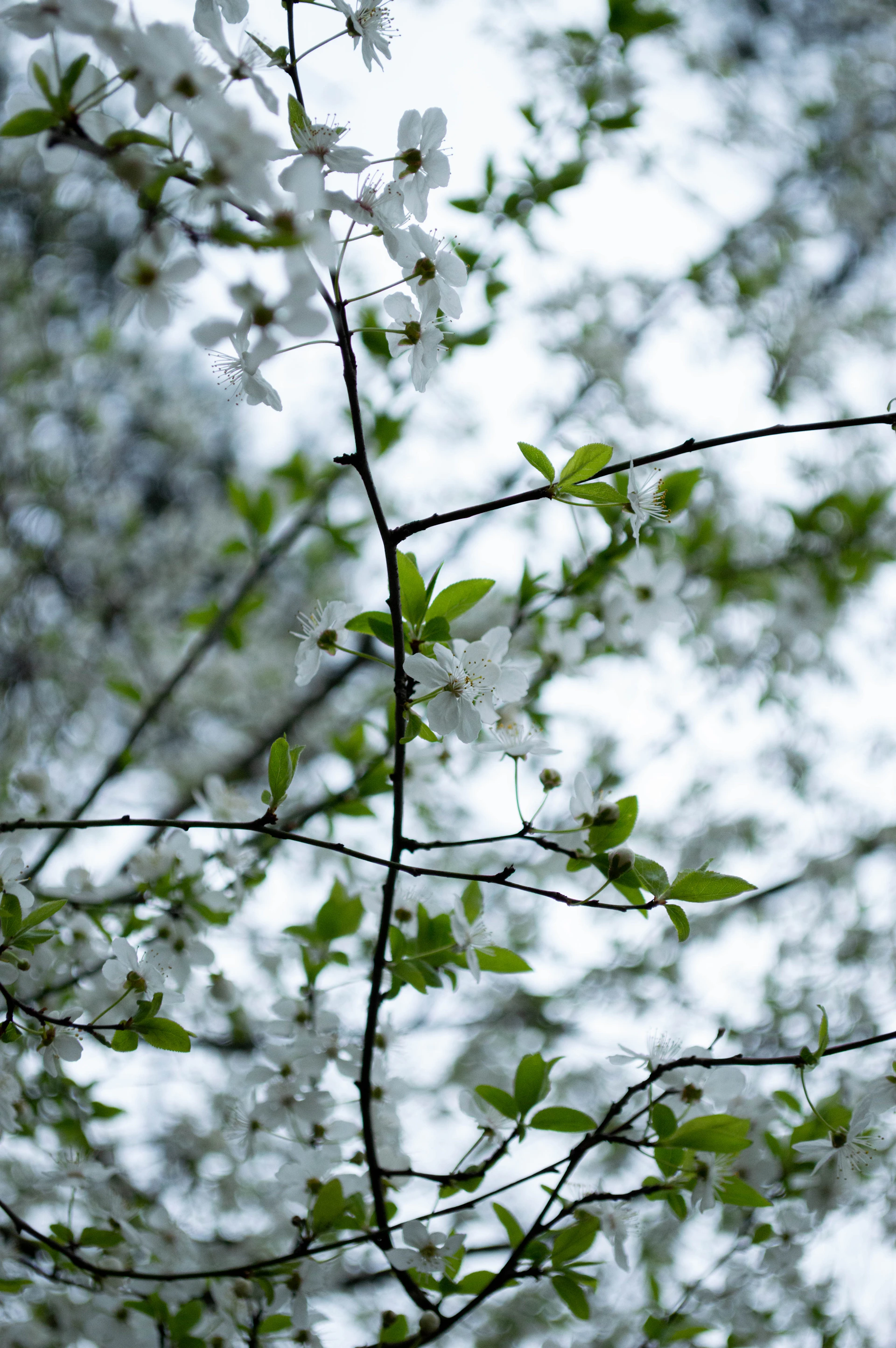 A tree branch with white flowers and green leaves
