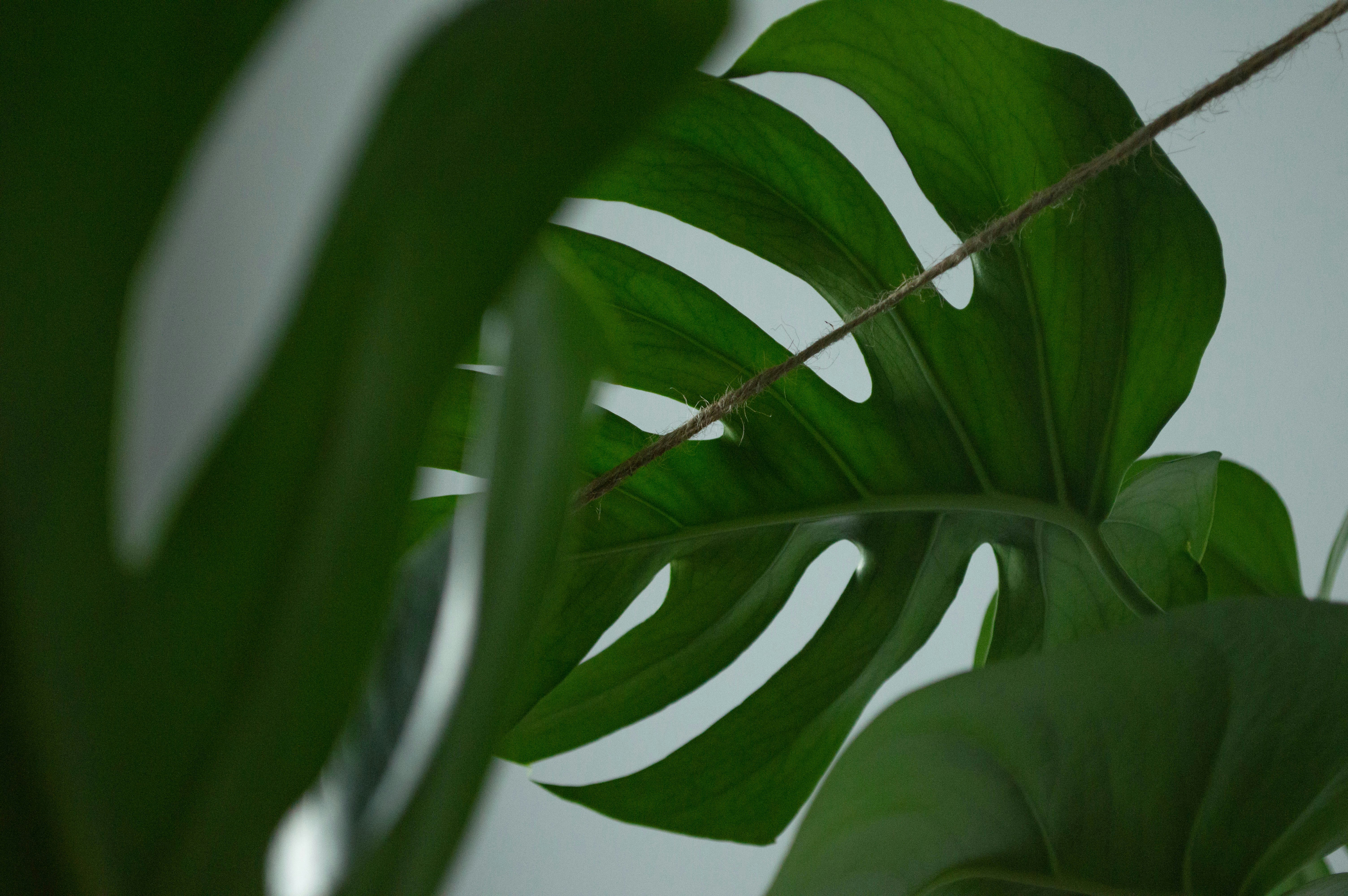 Photo by dmytrodovgan