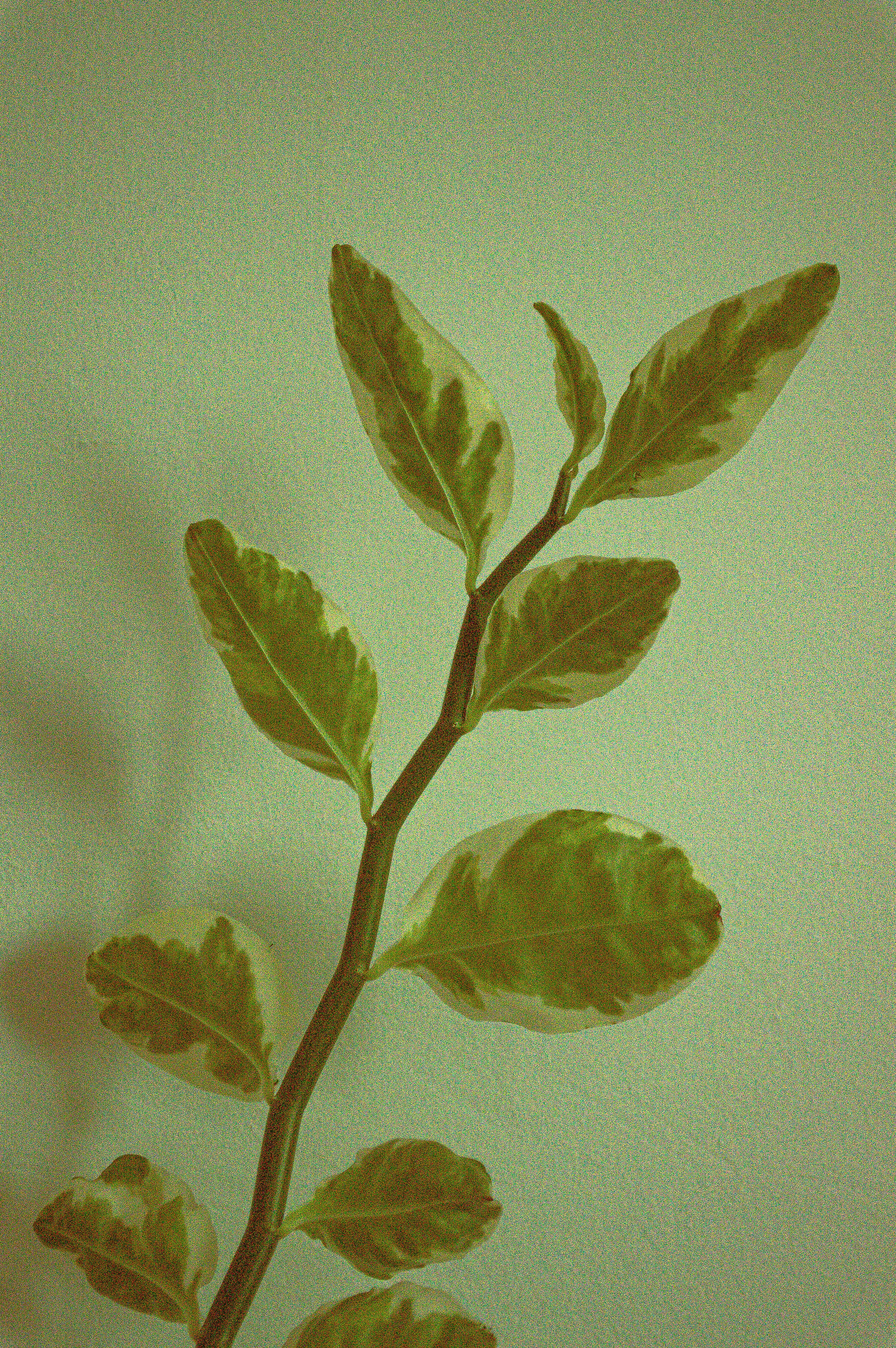 A plant with green leaves on a white background