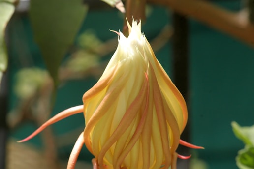 A close up of a flower on a plant