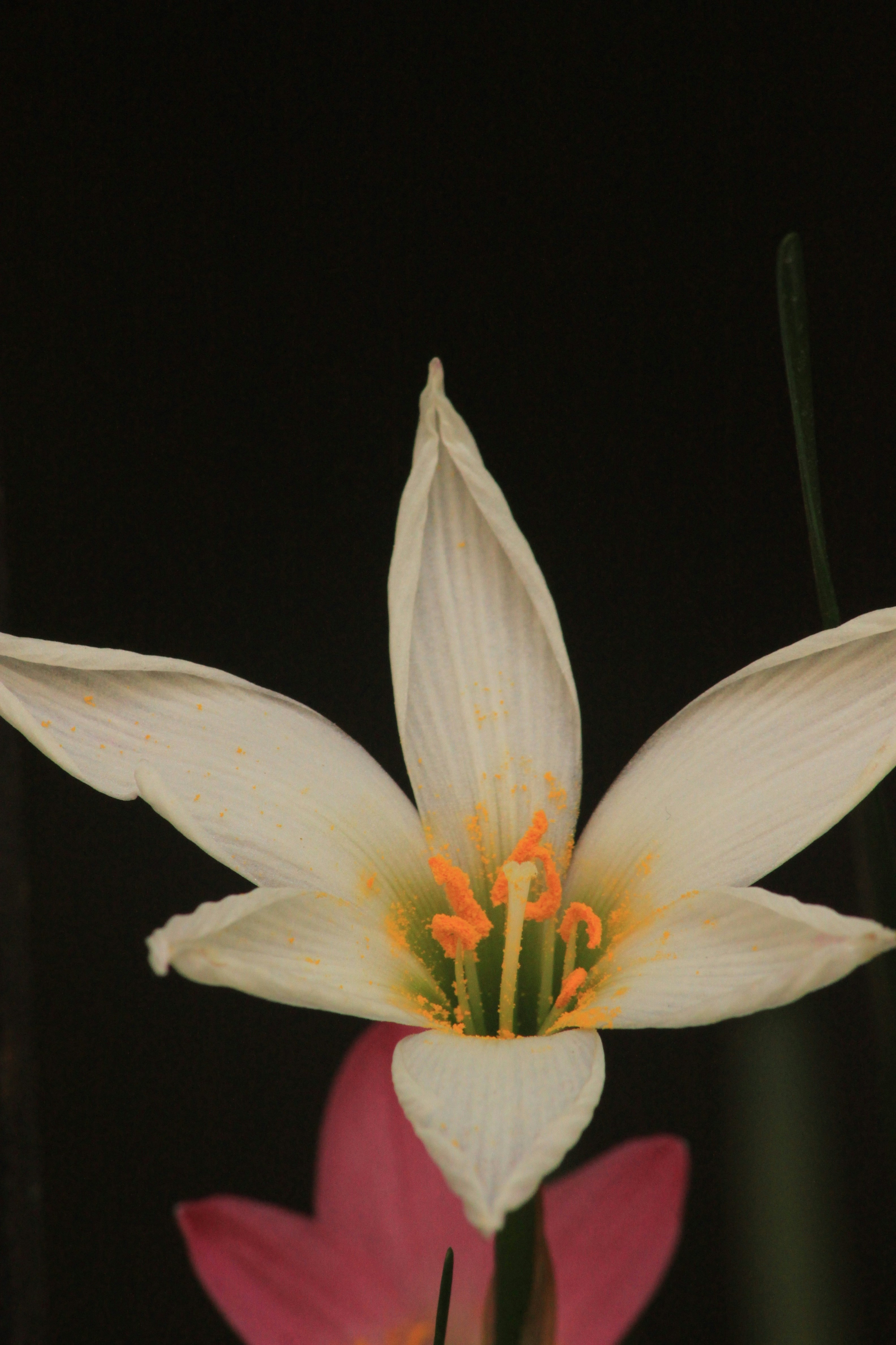 당신의 잠재력을 폭발시킬 5가지 비밀 코드: 리더십 DNA를 깨우다