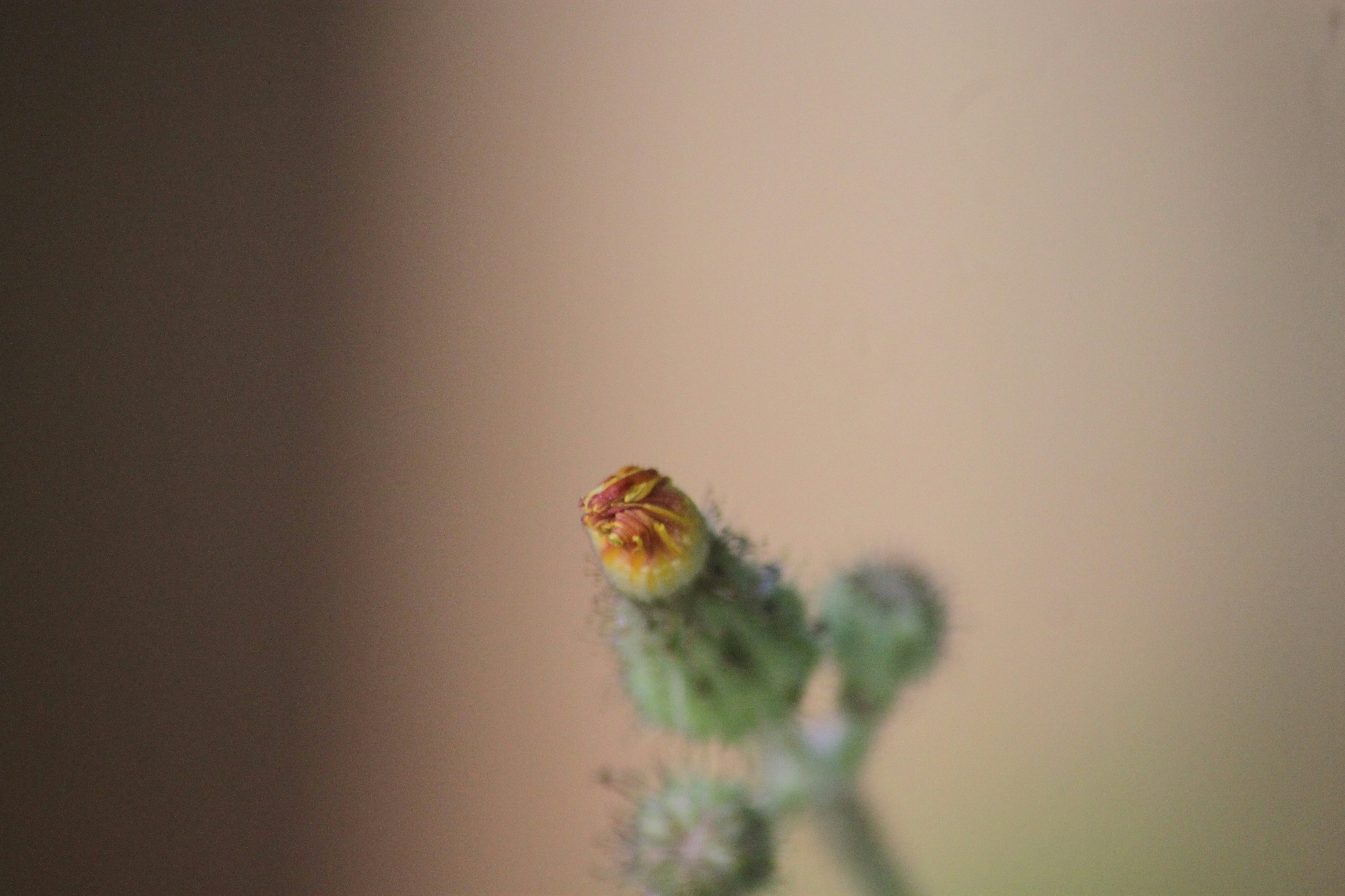A close up of a small green plant