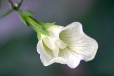 A close up of a flower with a blurry background