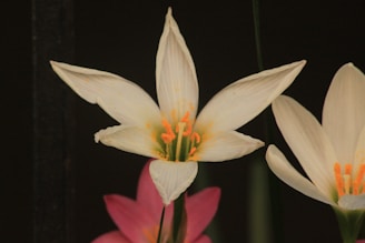 A group of white and pink flowers on a black background