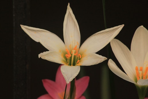 A group of white and pink flowers on a black background