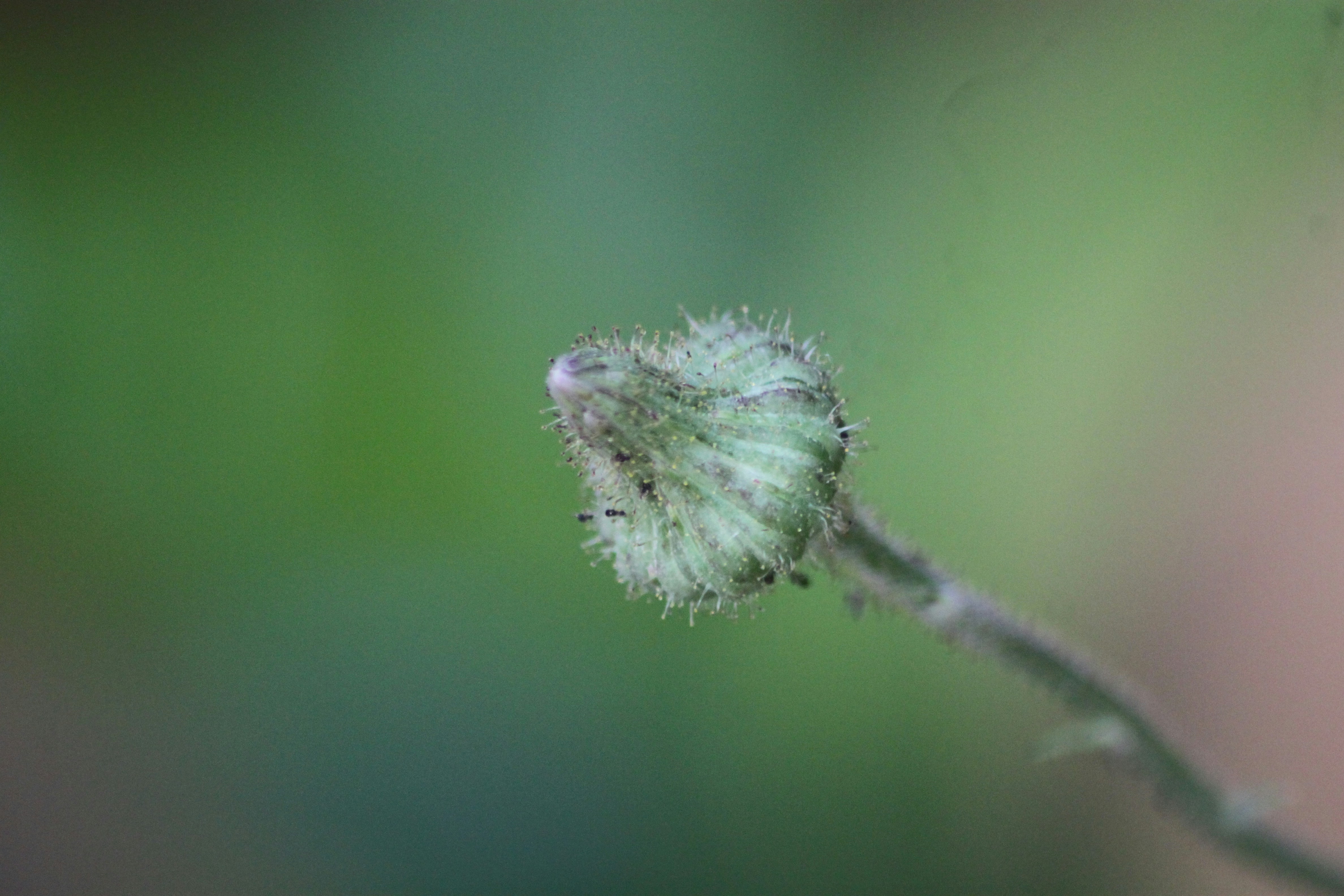 A blurry photo of a flower with a blurry background