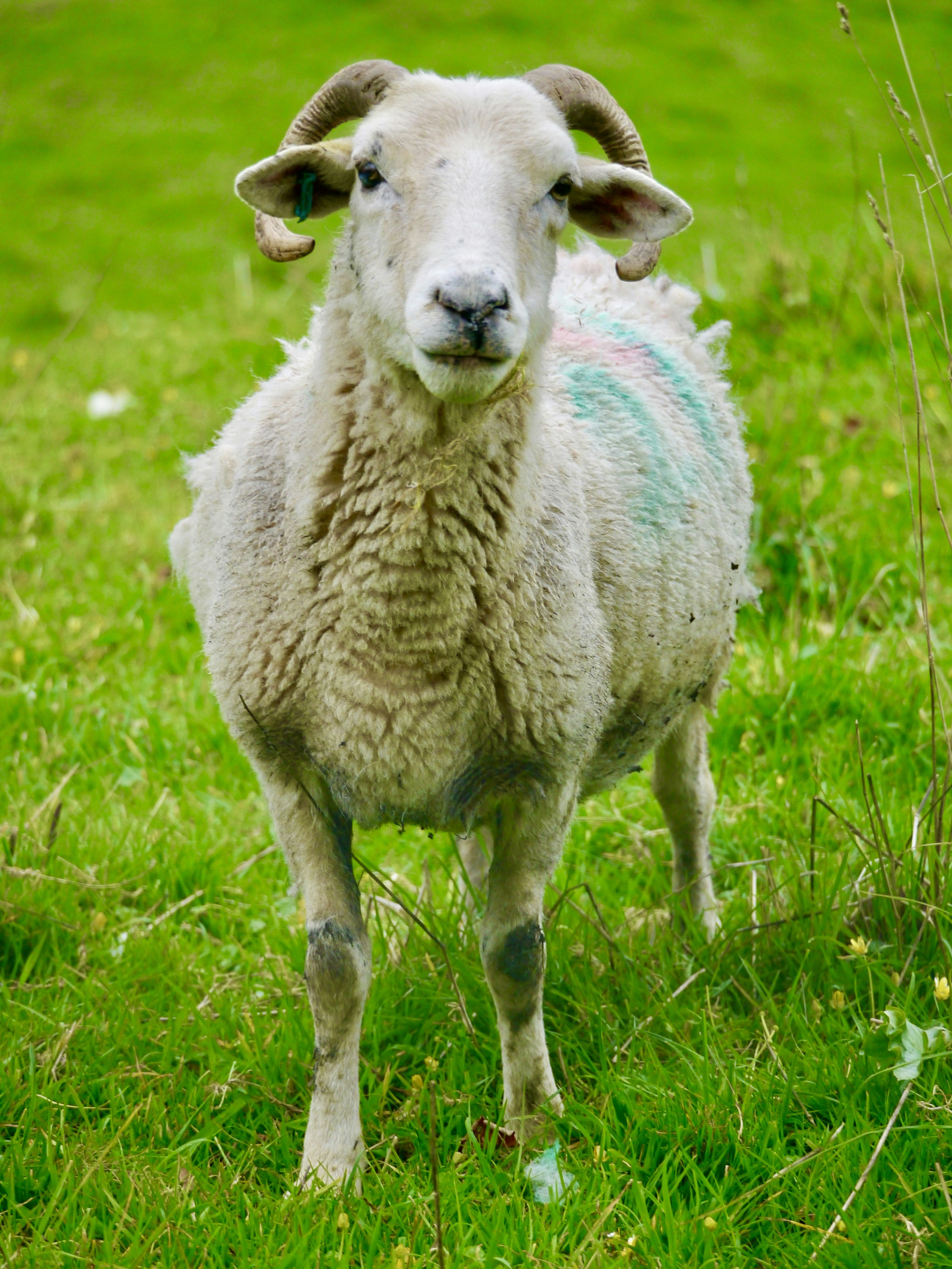 A sheep standing on a lush green field