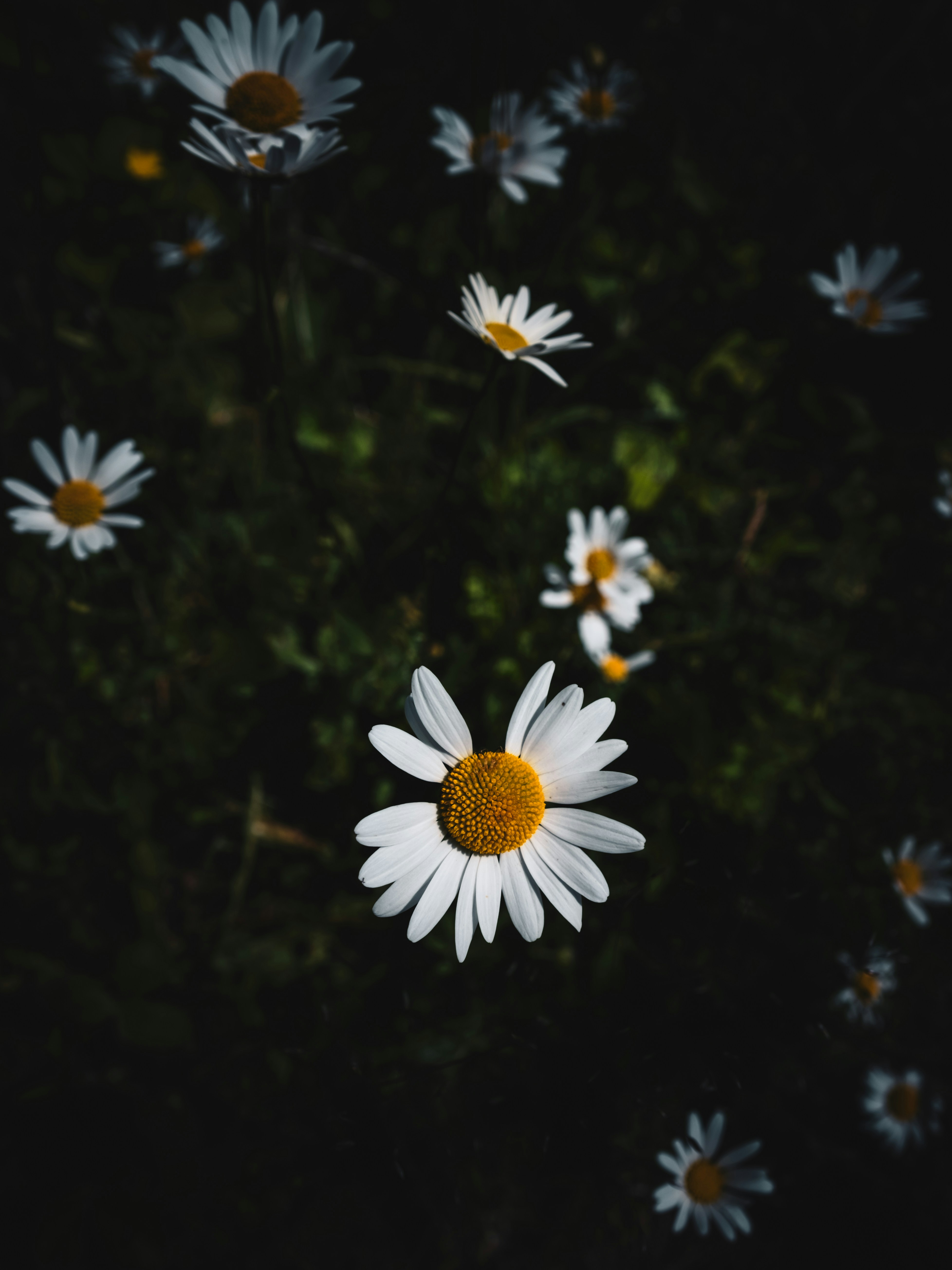 Photo by harry3kingo