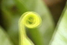 A blurry photo of a green plant