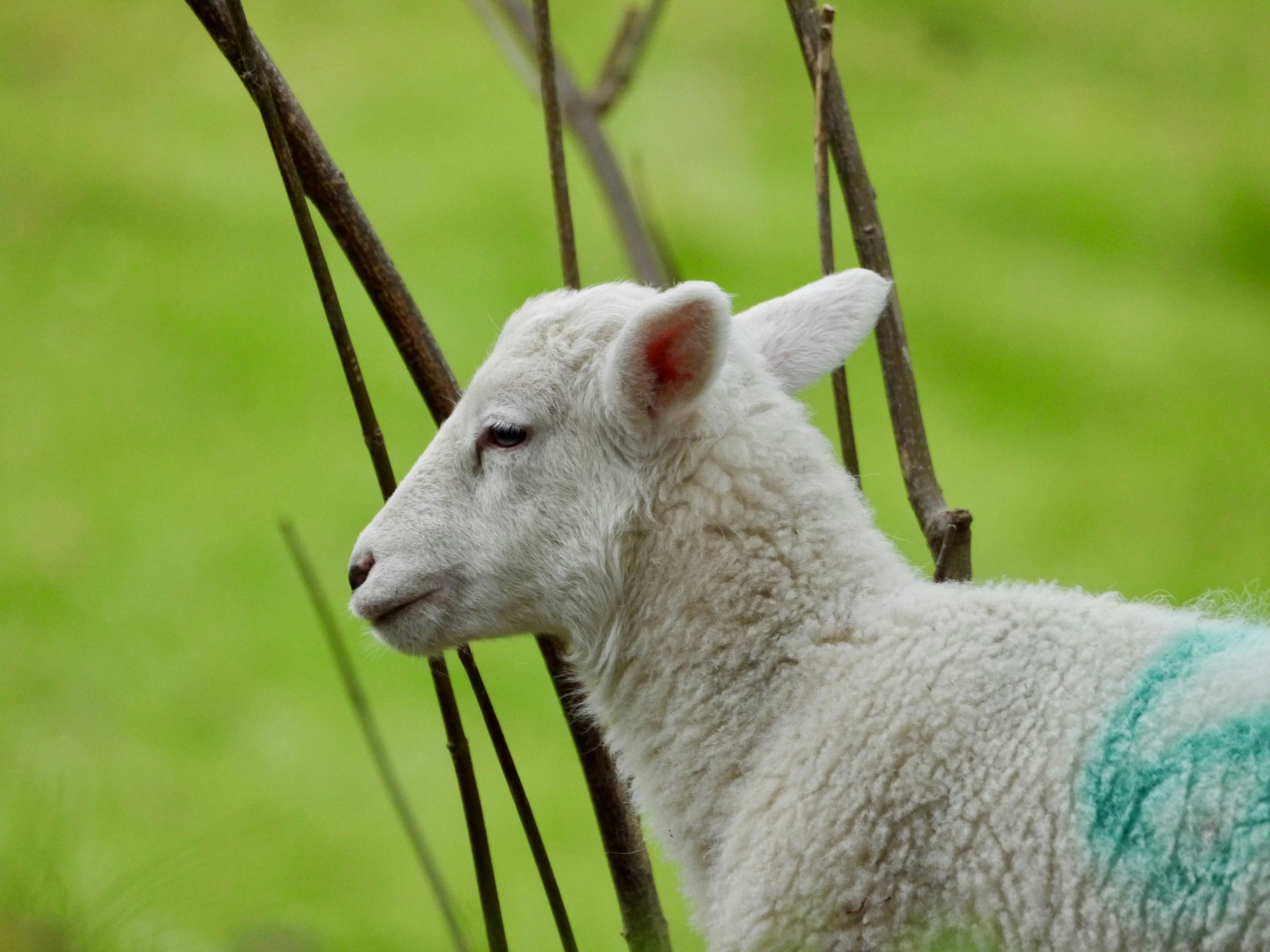 A sheep with a blue spot on its back standing next to a tree