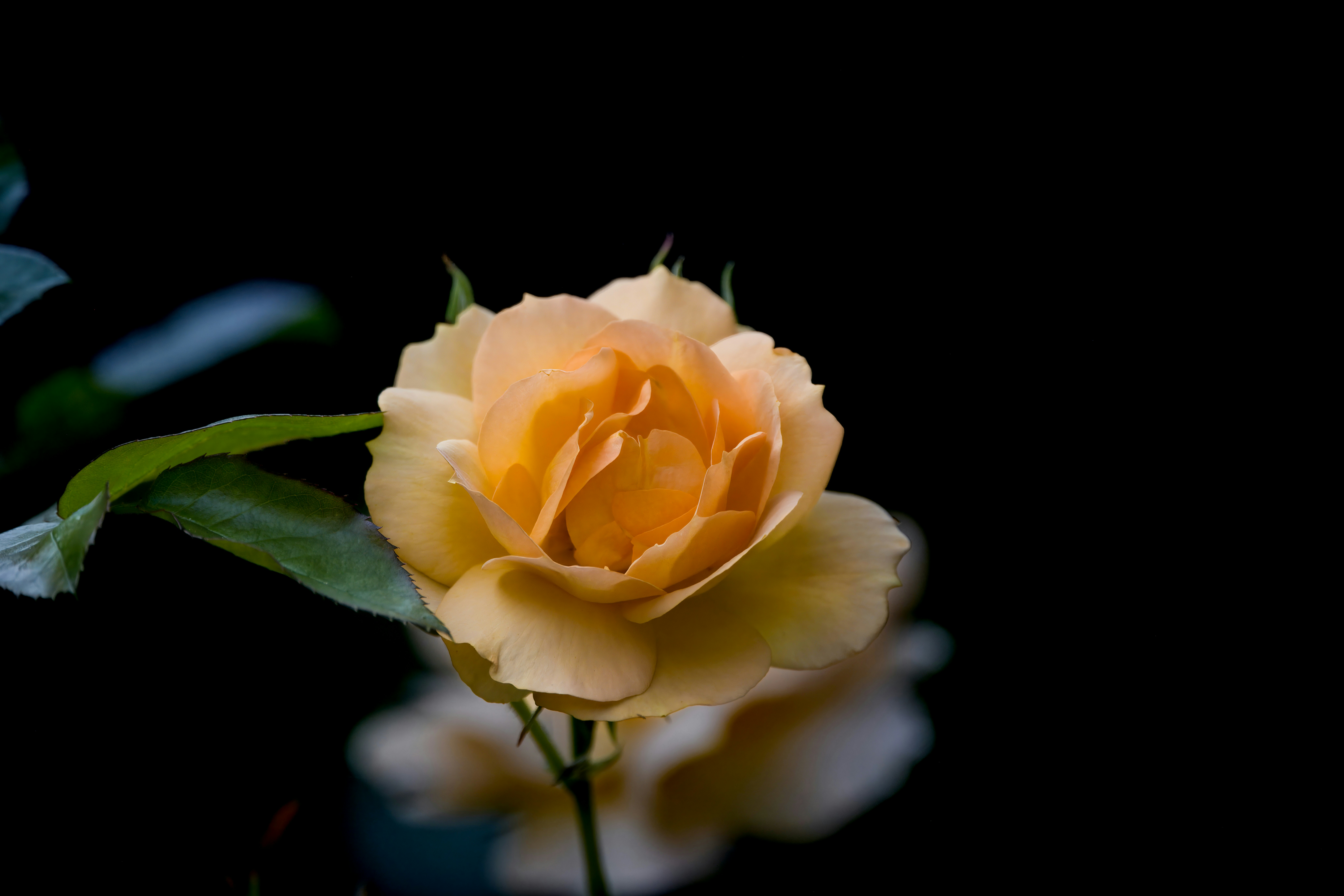 Photo by siegfriedpoepperl