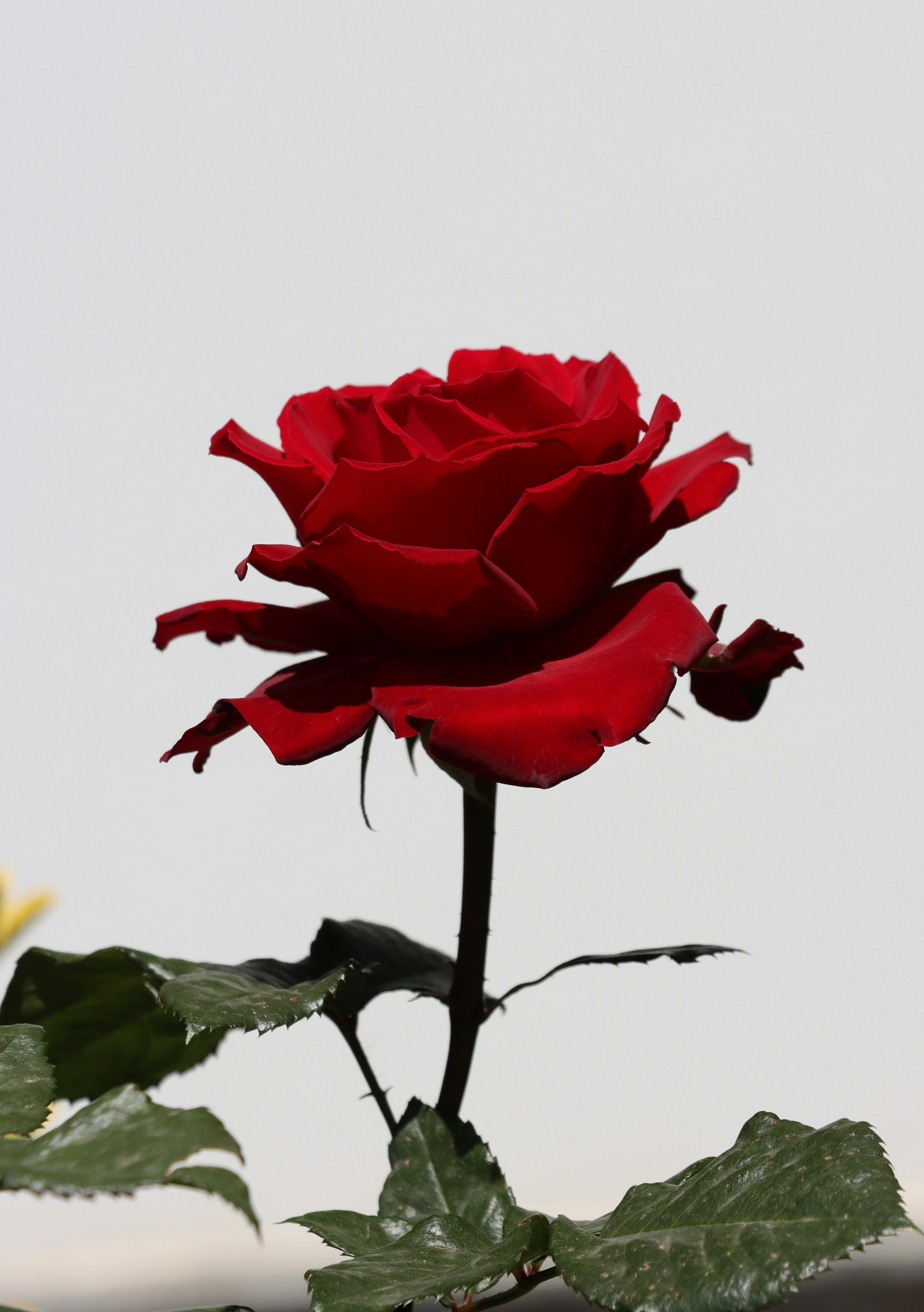 Photo by alirad_zare