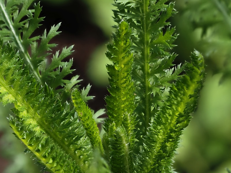 Yarrow
