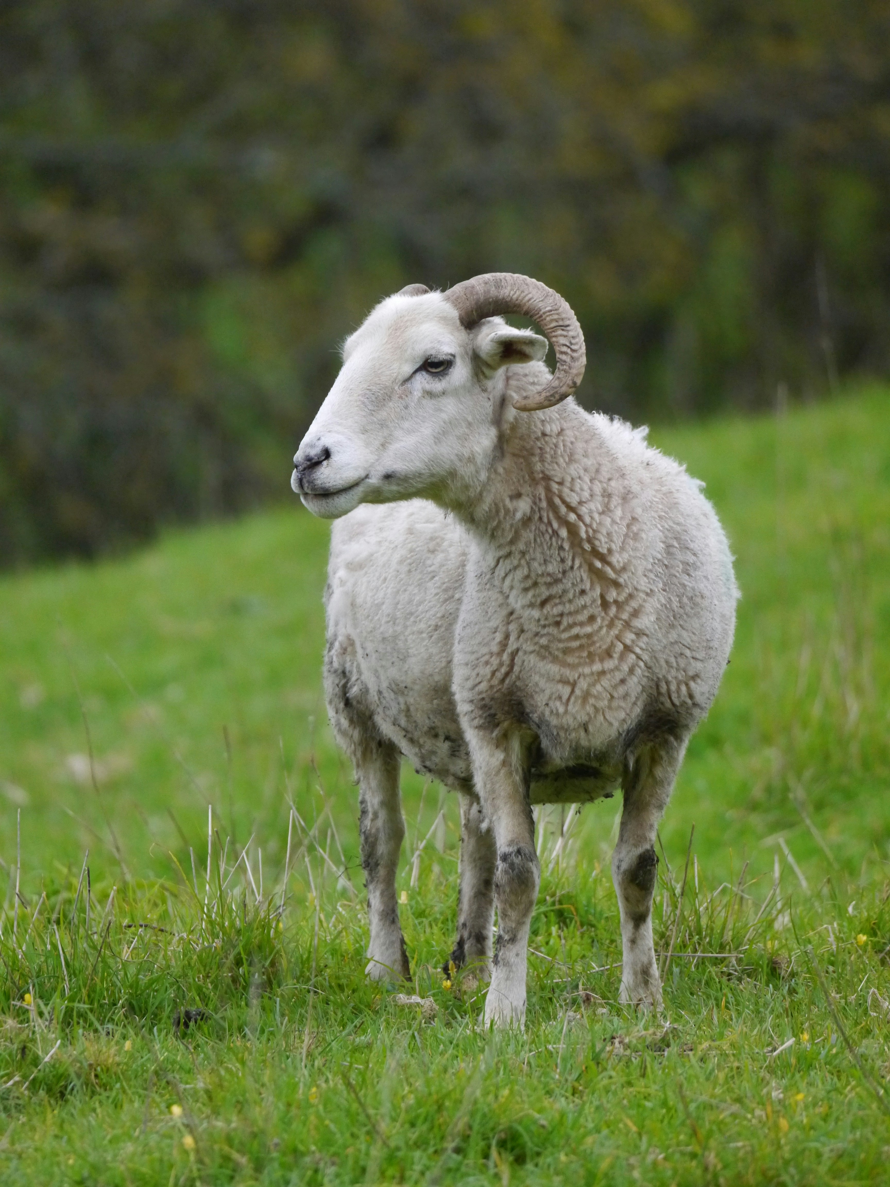 A sheep standing in a grassy field with trees in the background