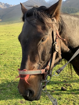 A brown horse standing on top of a lush green field