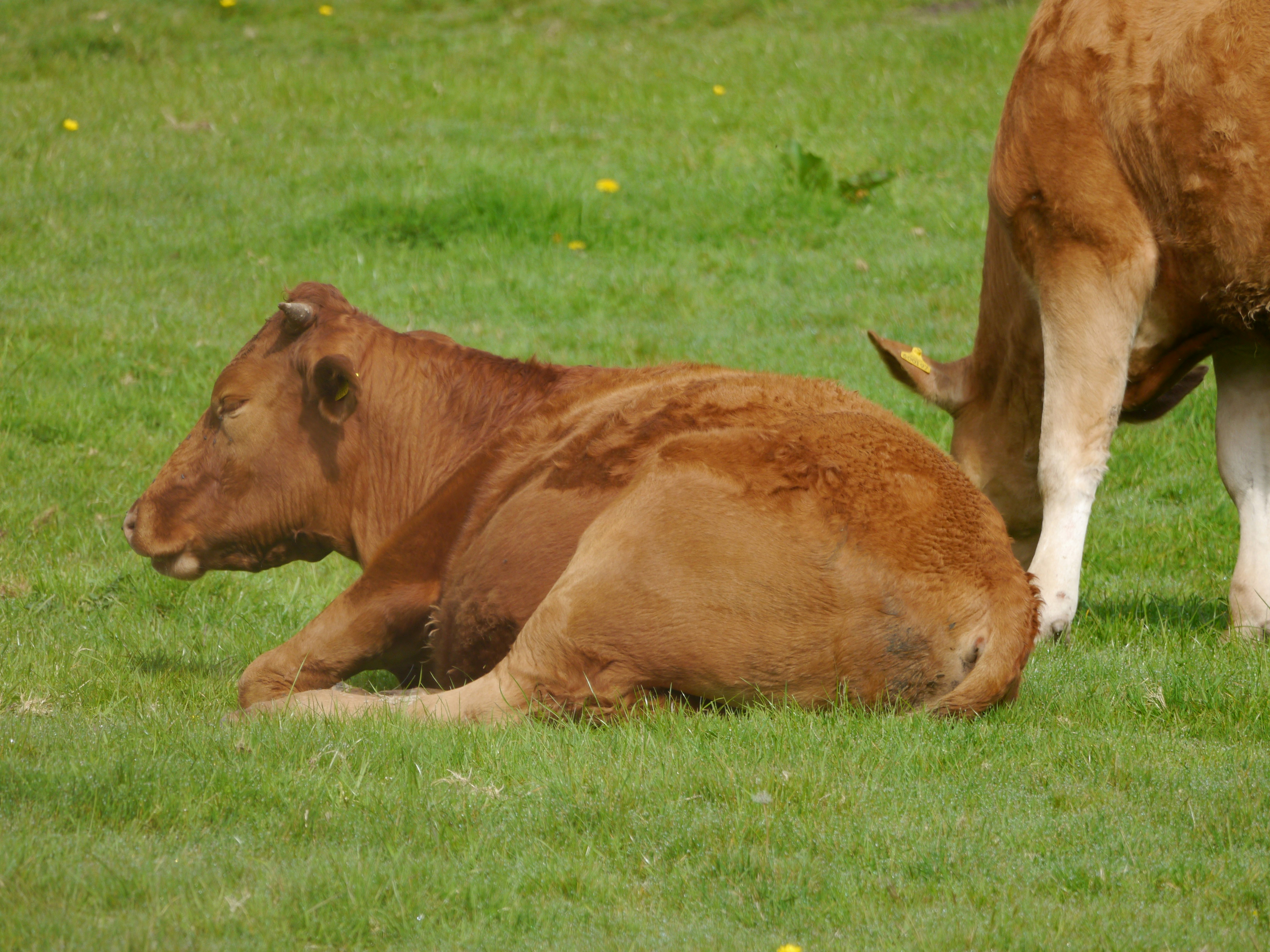Cows resting in grass