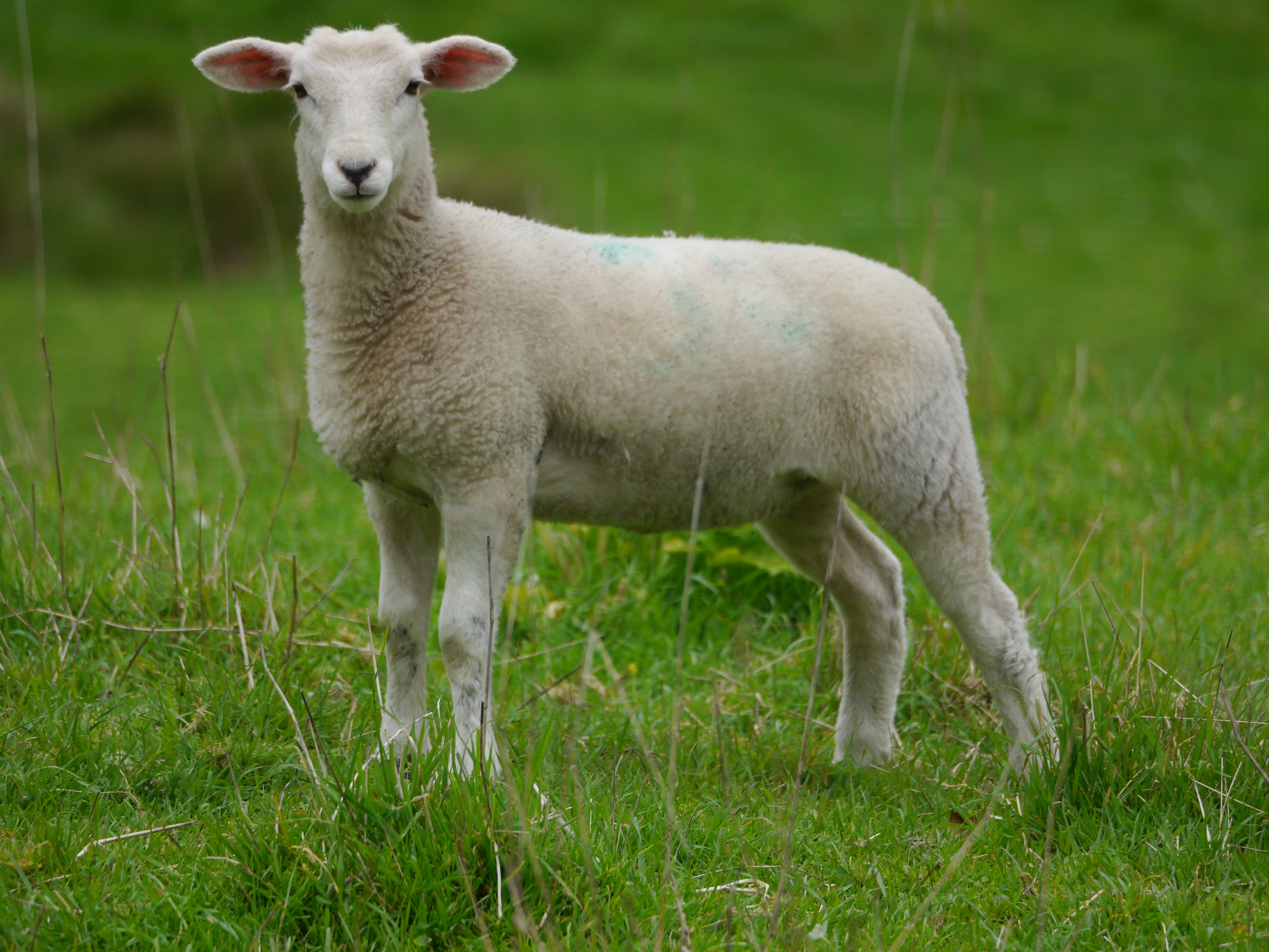 A sheep standing on a lush green field