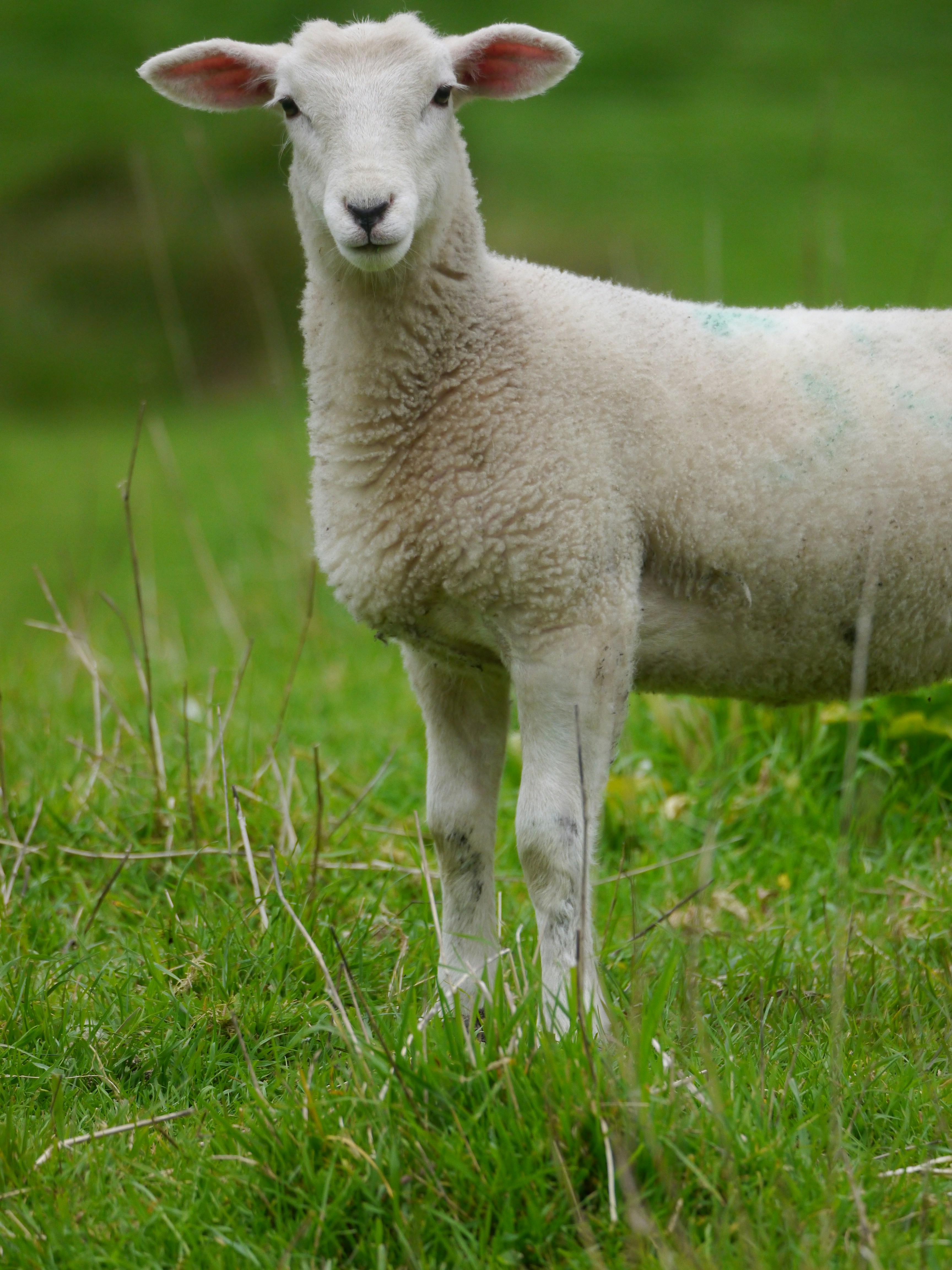 A white sheep standing in a grassy field