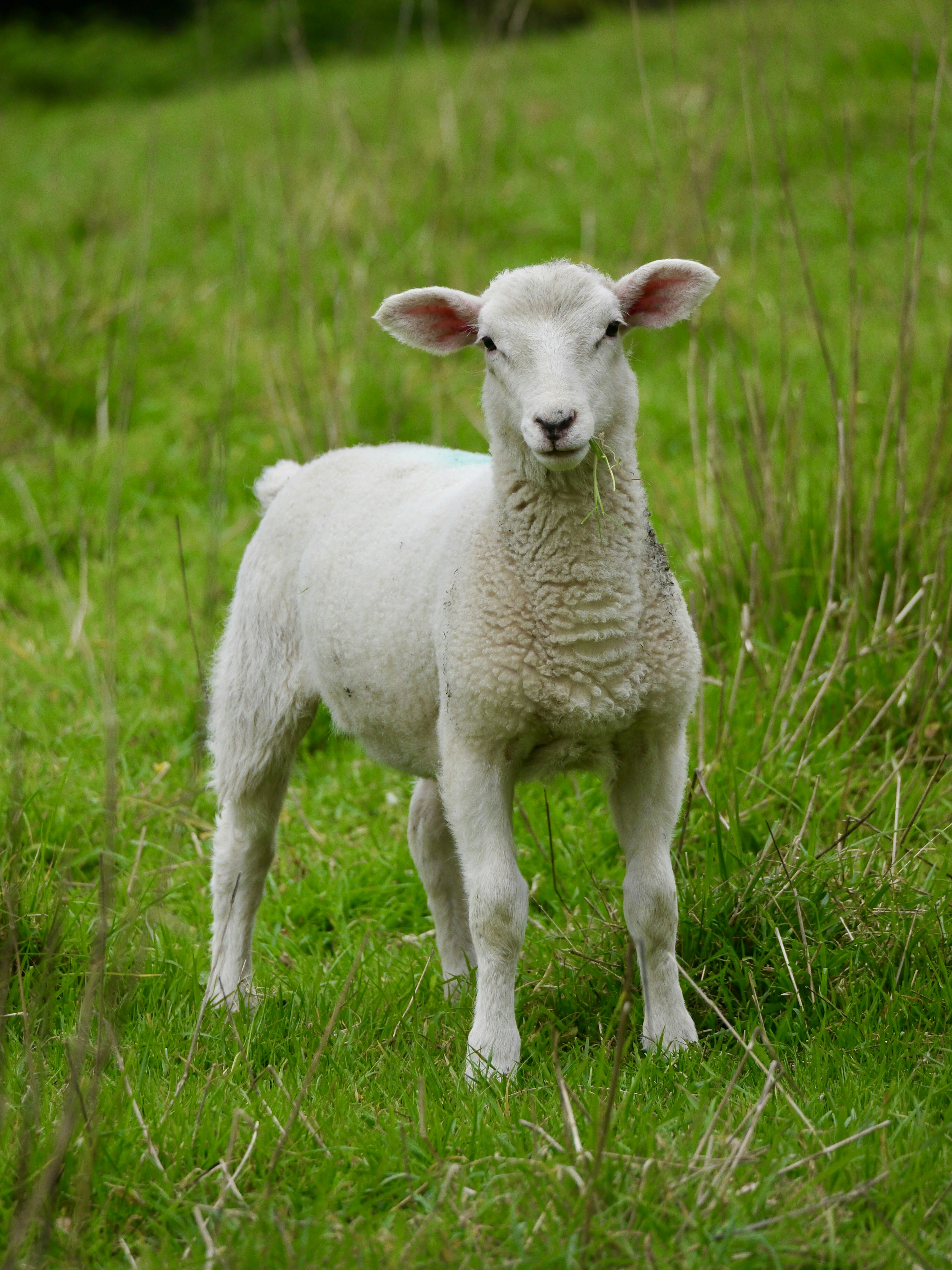 A small lamb standing in a grassy field