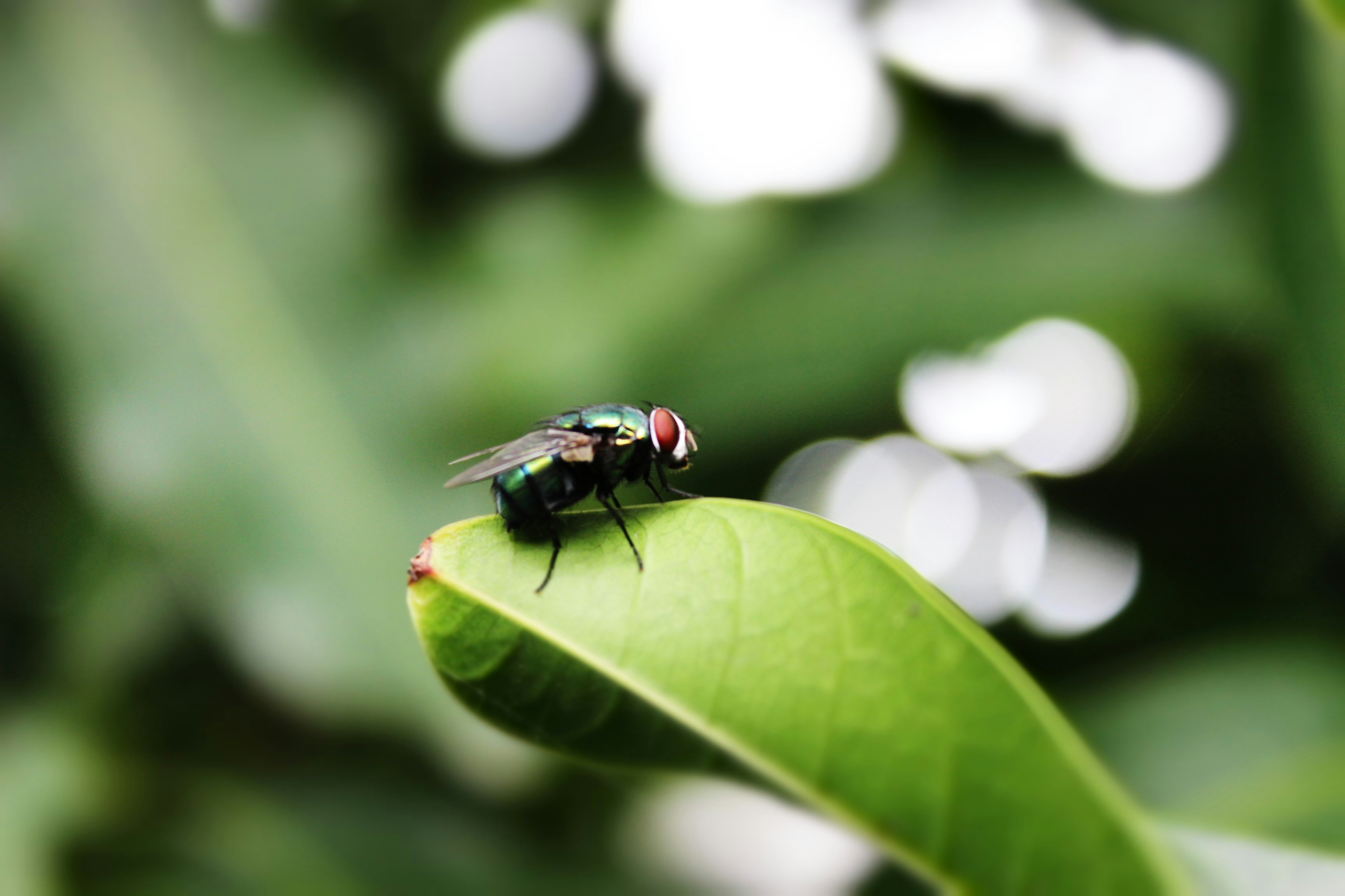 A fly sitting on top of a green leaf