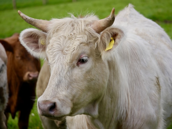 A group of cows standing on top of a lush green field