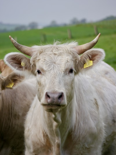 A herd of cattle standing on top of a lush green field