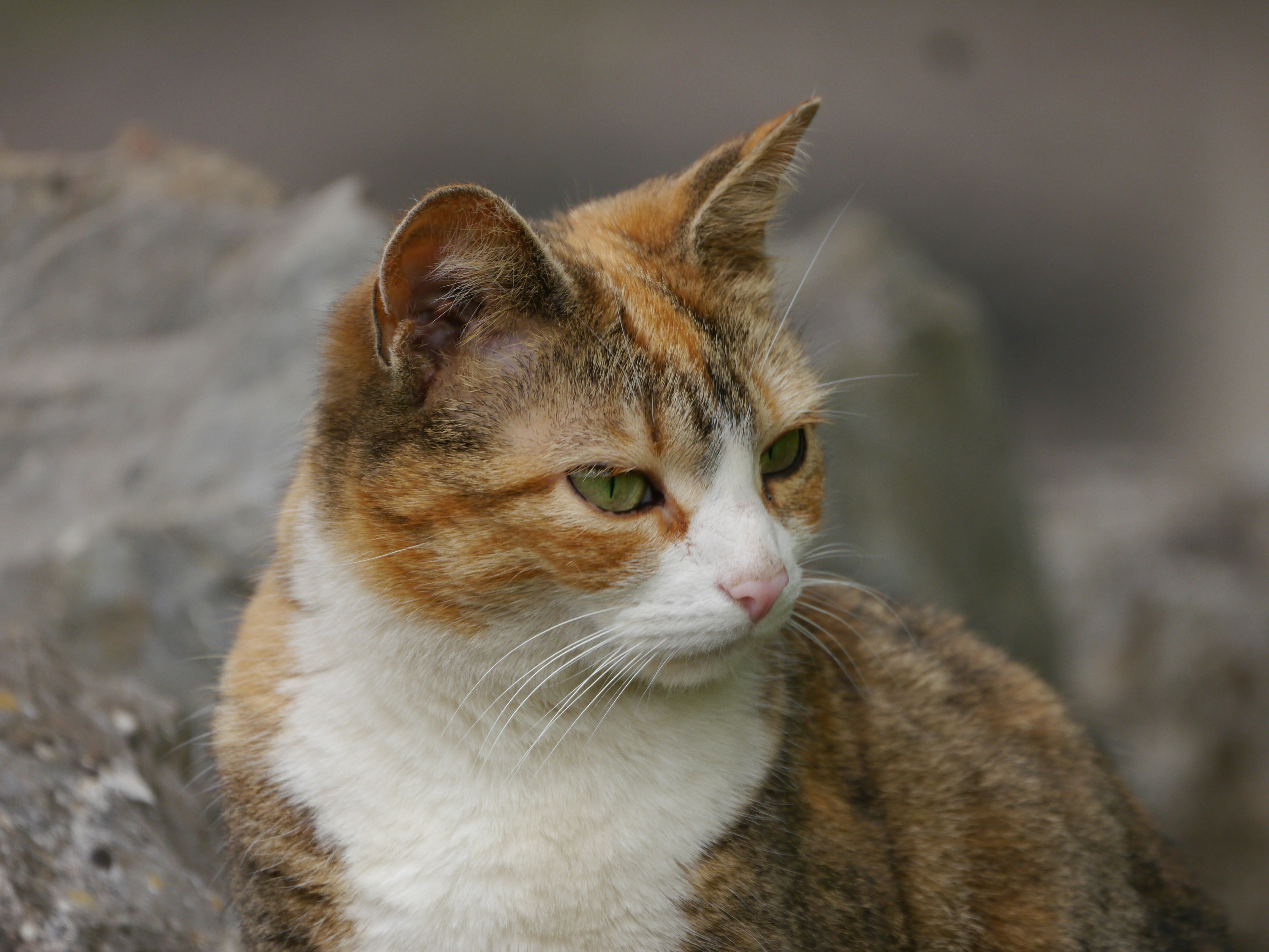 Feline Miliary Dermatitis: Symptoms to Watch