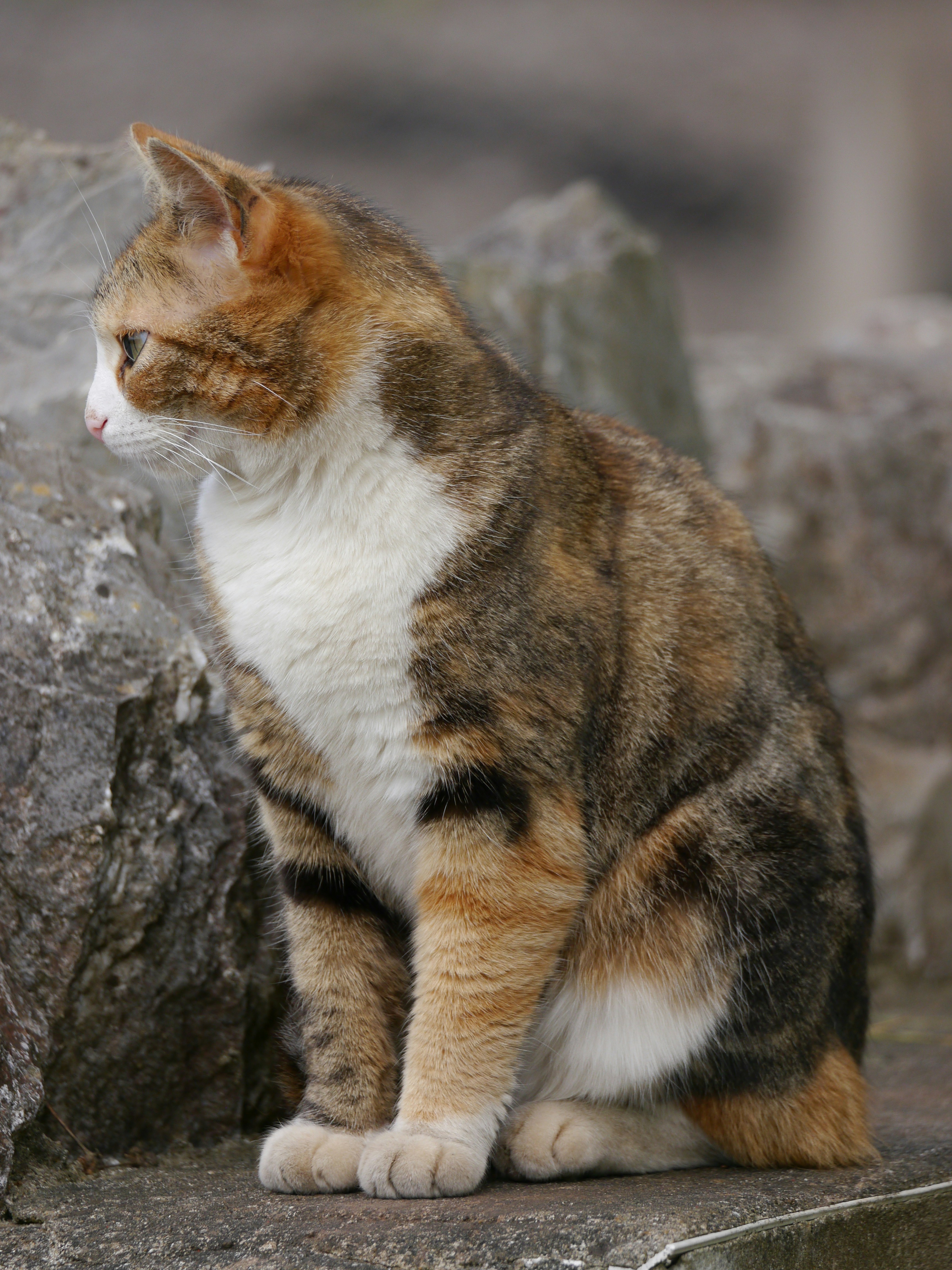 Scimitar Cat (Homotherium serum) (image credits: unsplash)